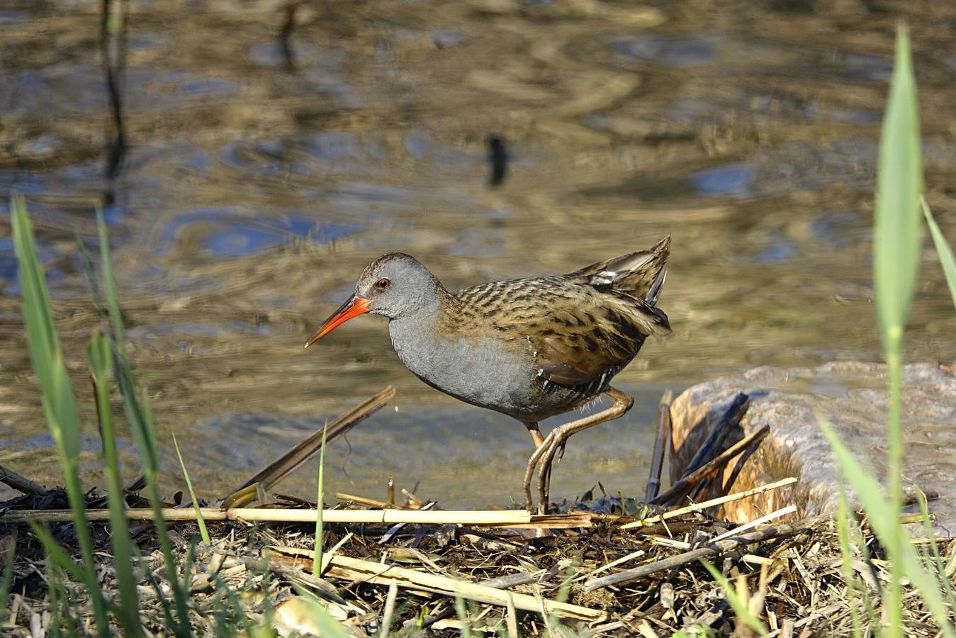 pociglione with bridge