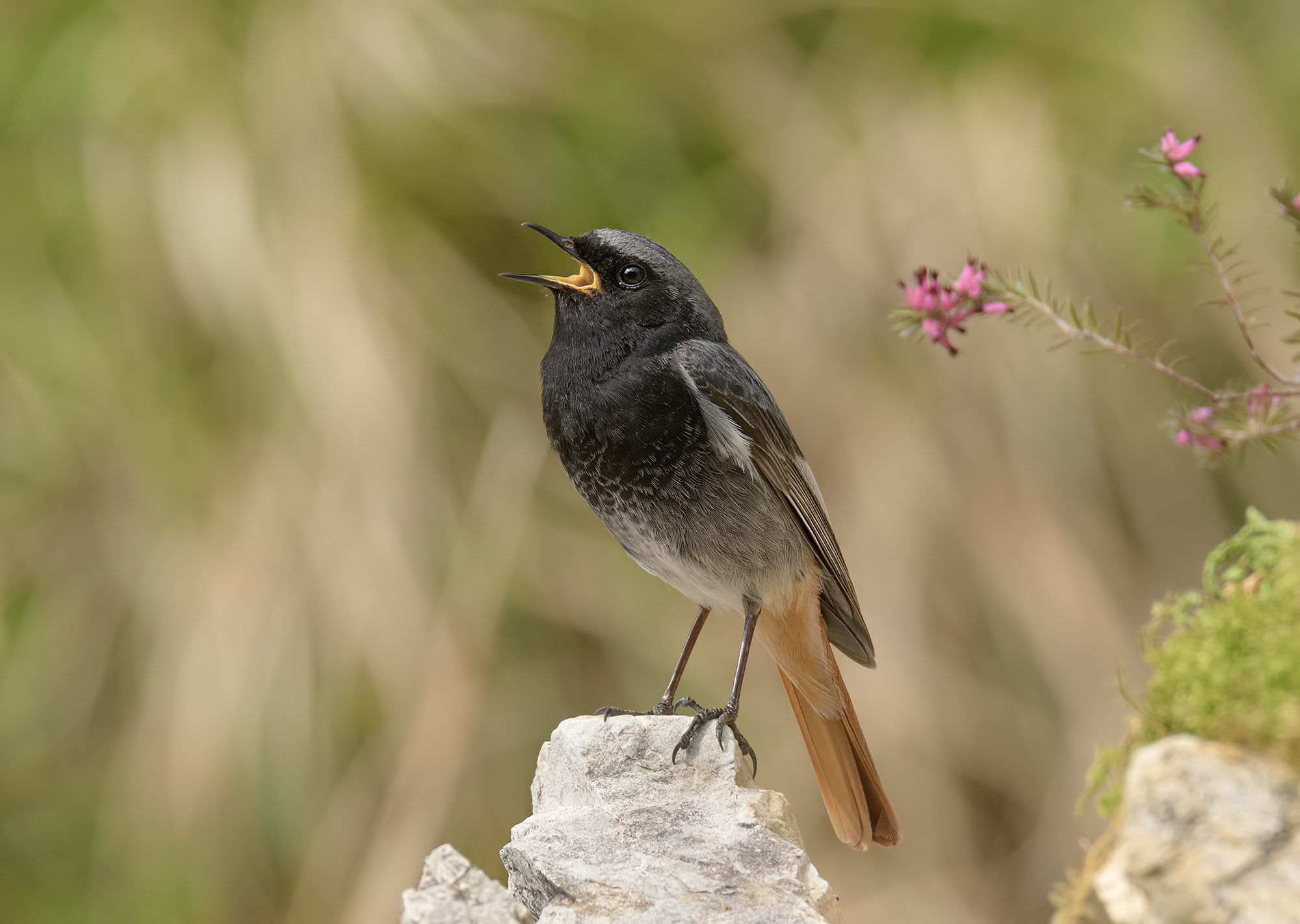 Redstart Spazzacamino Apuan Alps.