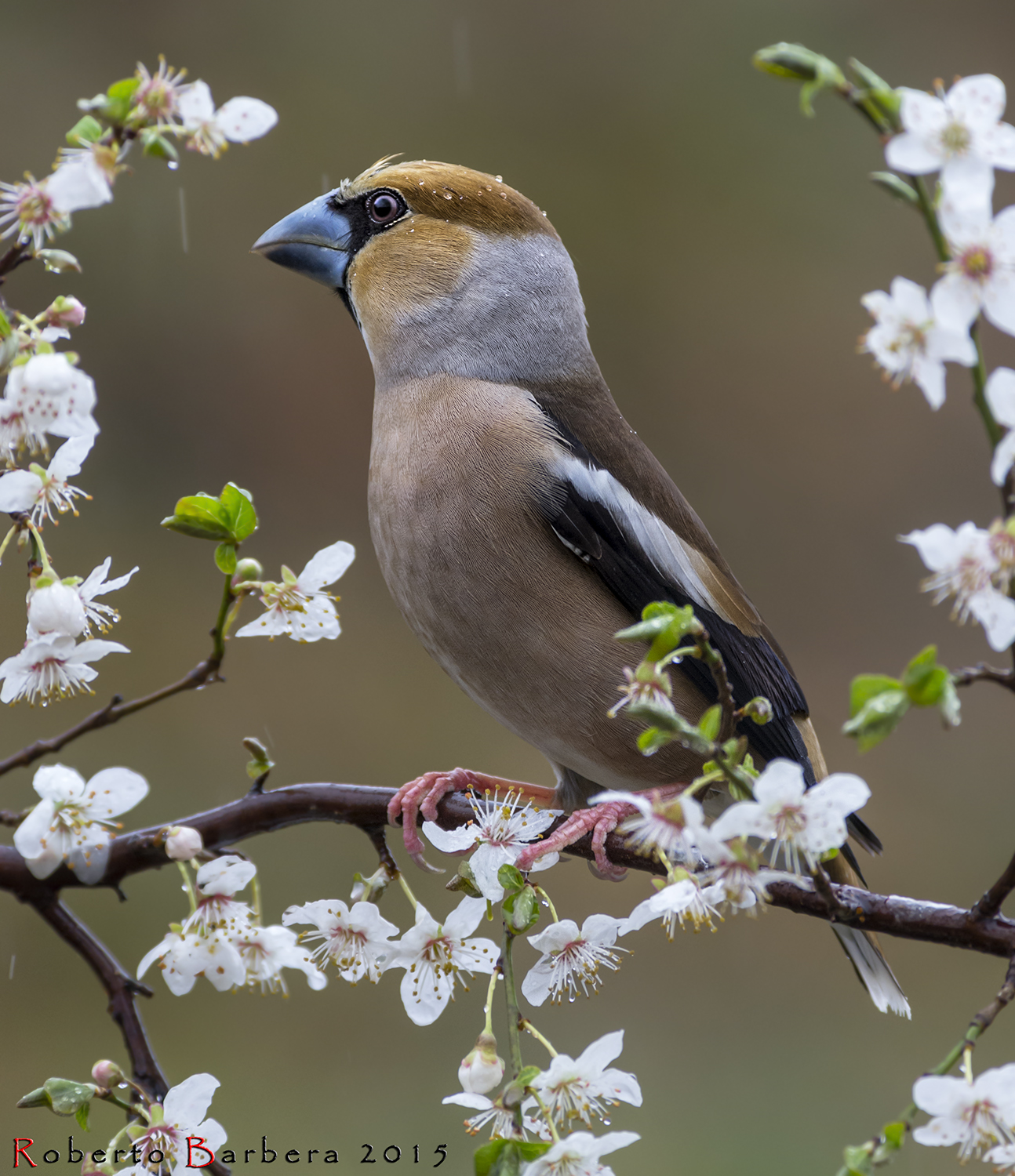 Frosone sotto la pioggia