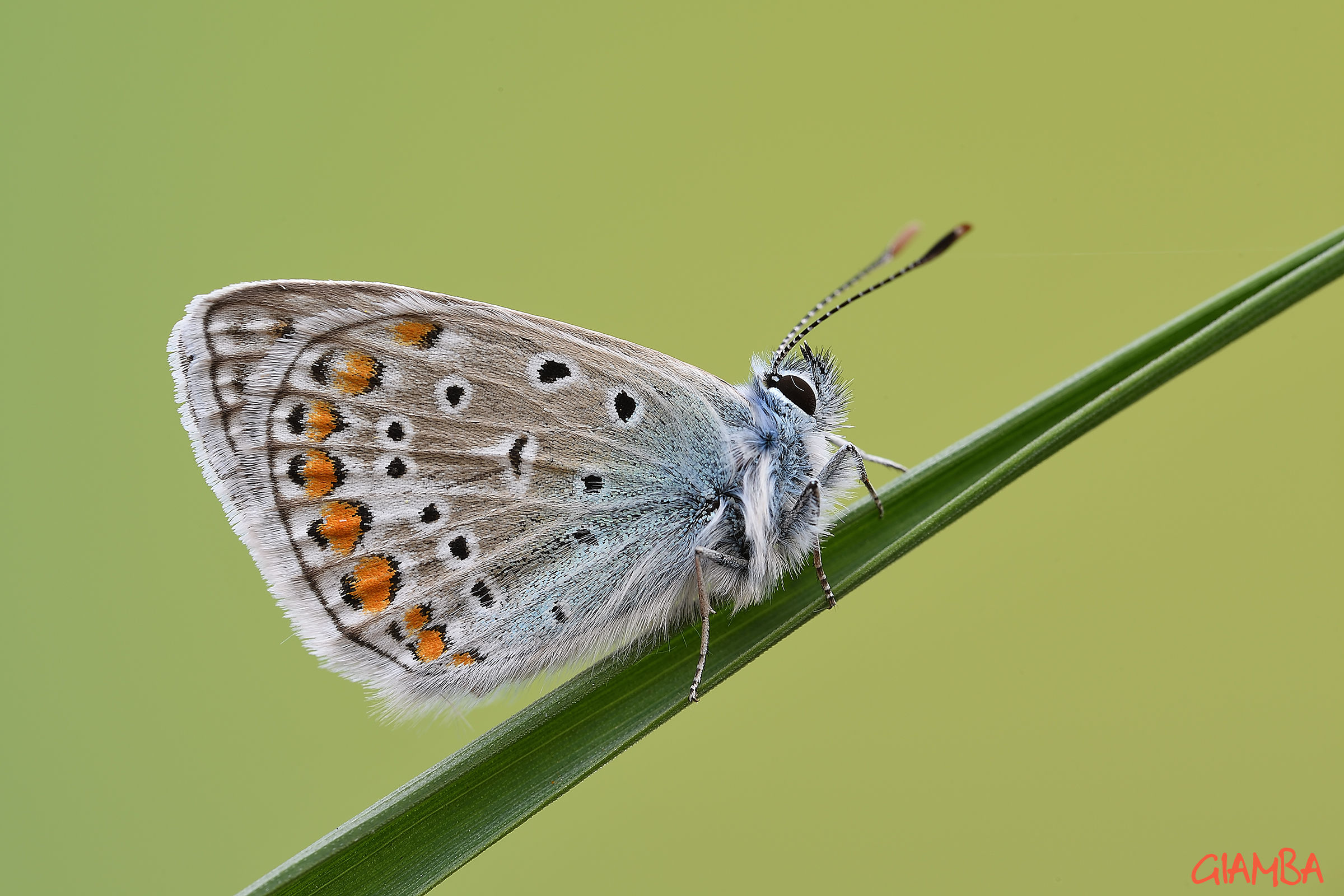 Polyommatus icarus