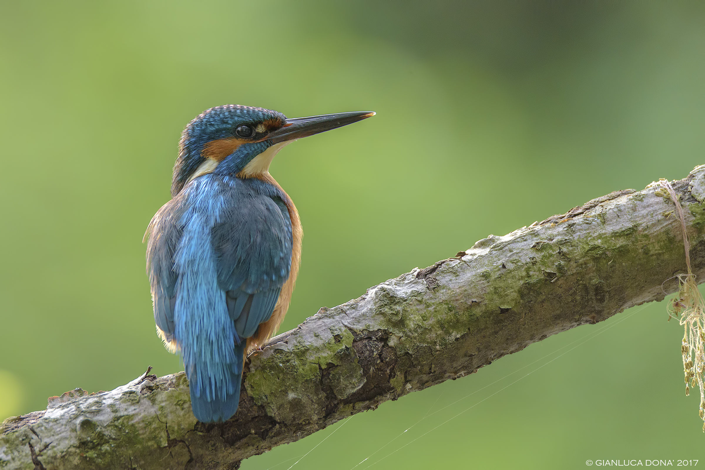 Alcedo atthis L. 1758