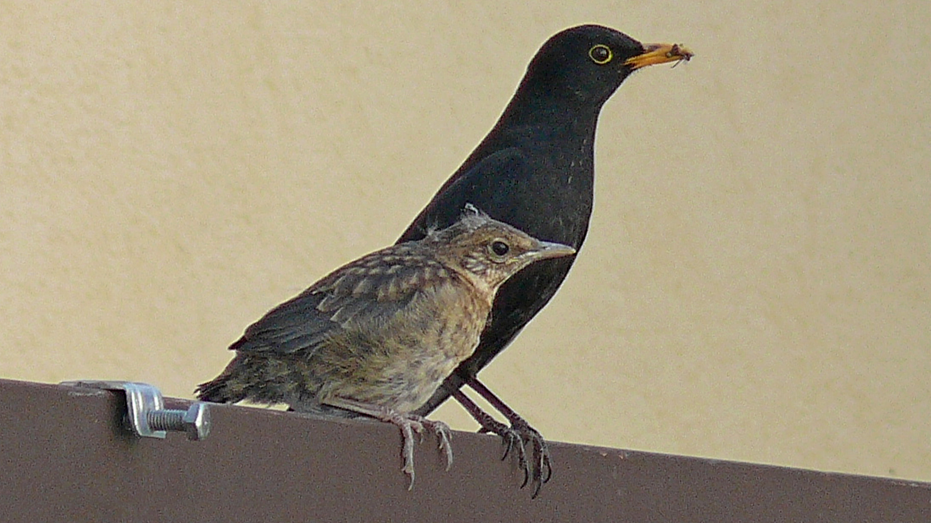Blackbird fledgling and dad.