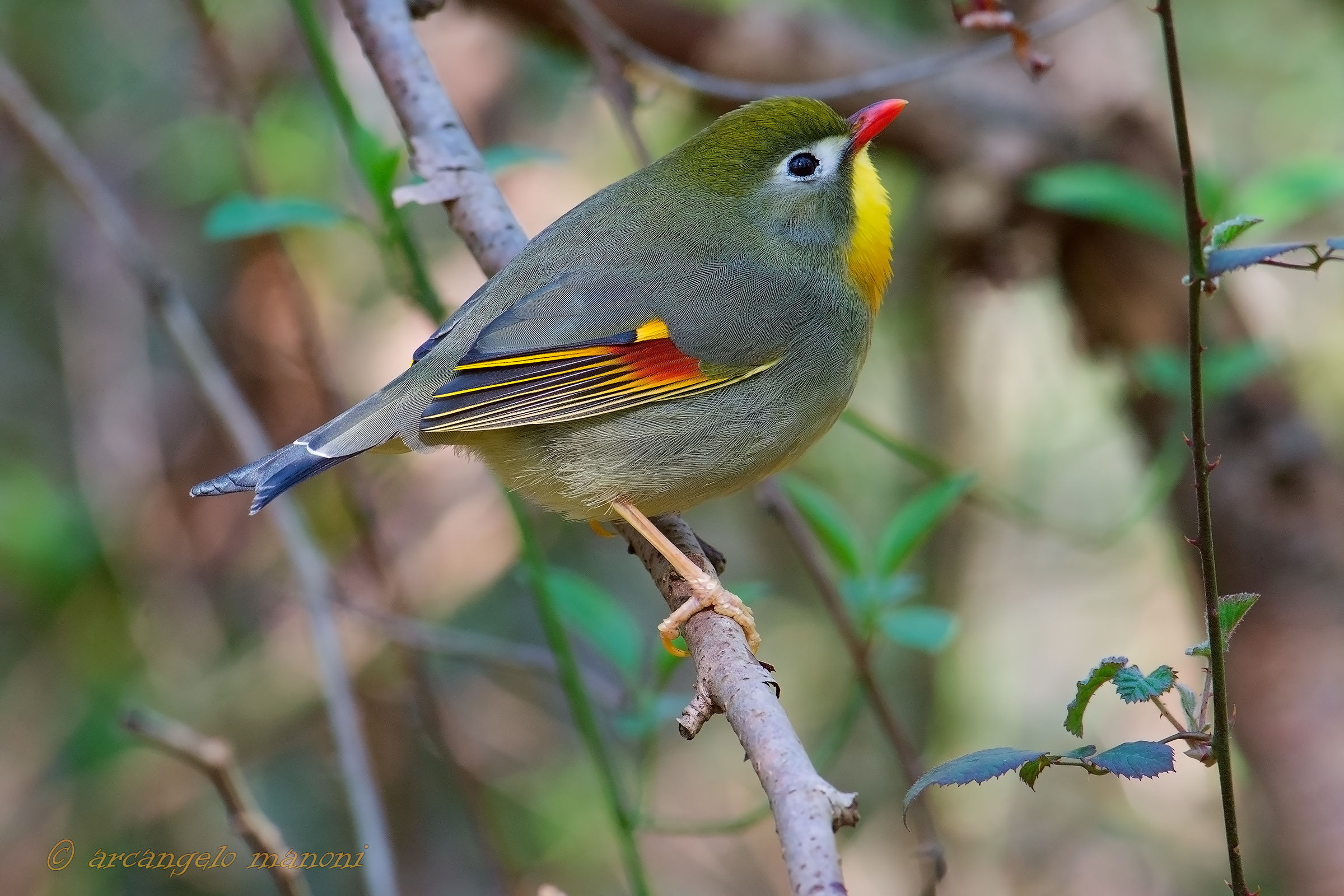 In the midst of brambles