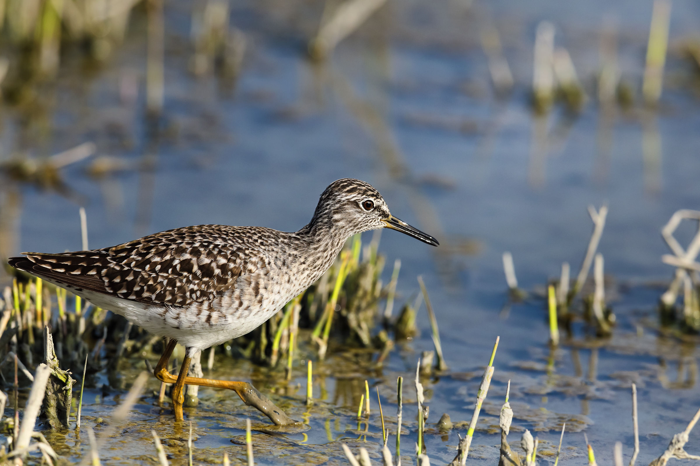 Piro Piro boschereccio