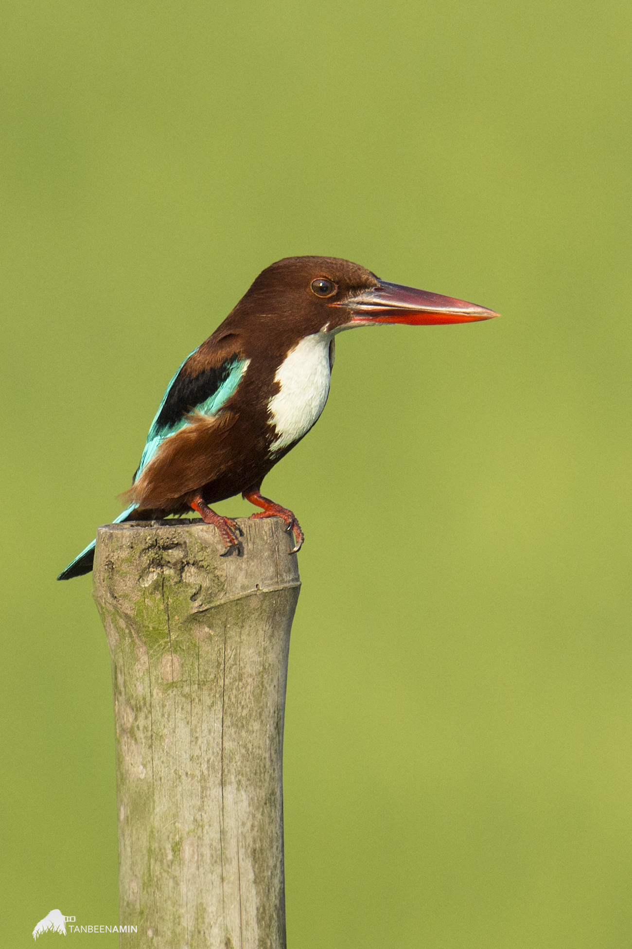 White Throated Kingfisher