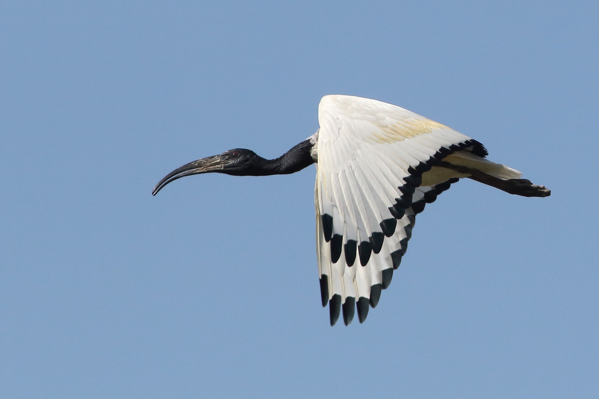 sacred Ibis