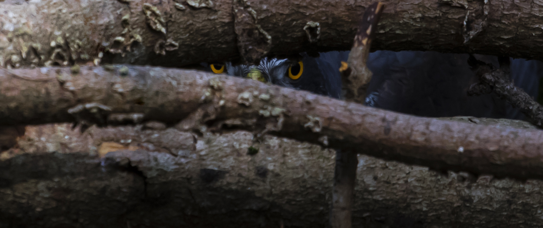 When thou hast seen, it will be too late