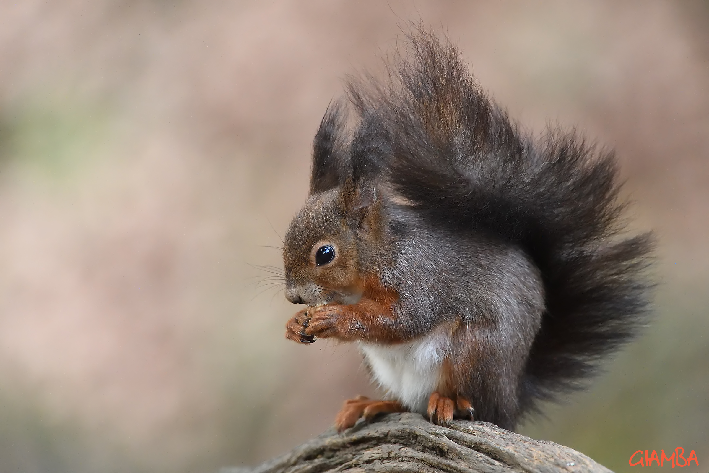 Scoiattolo