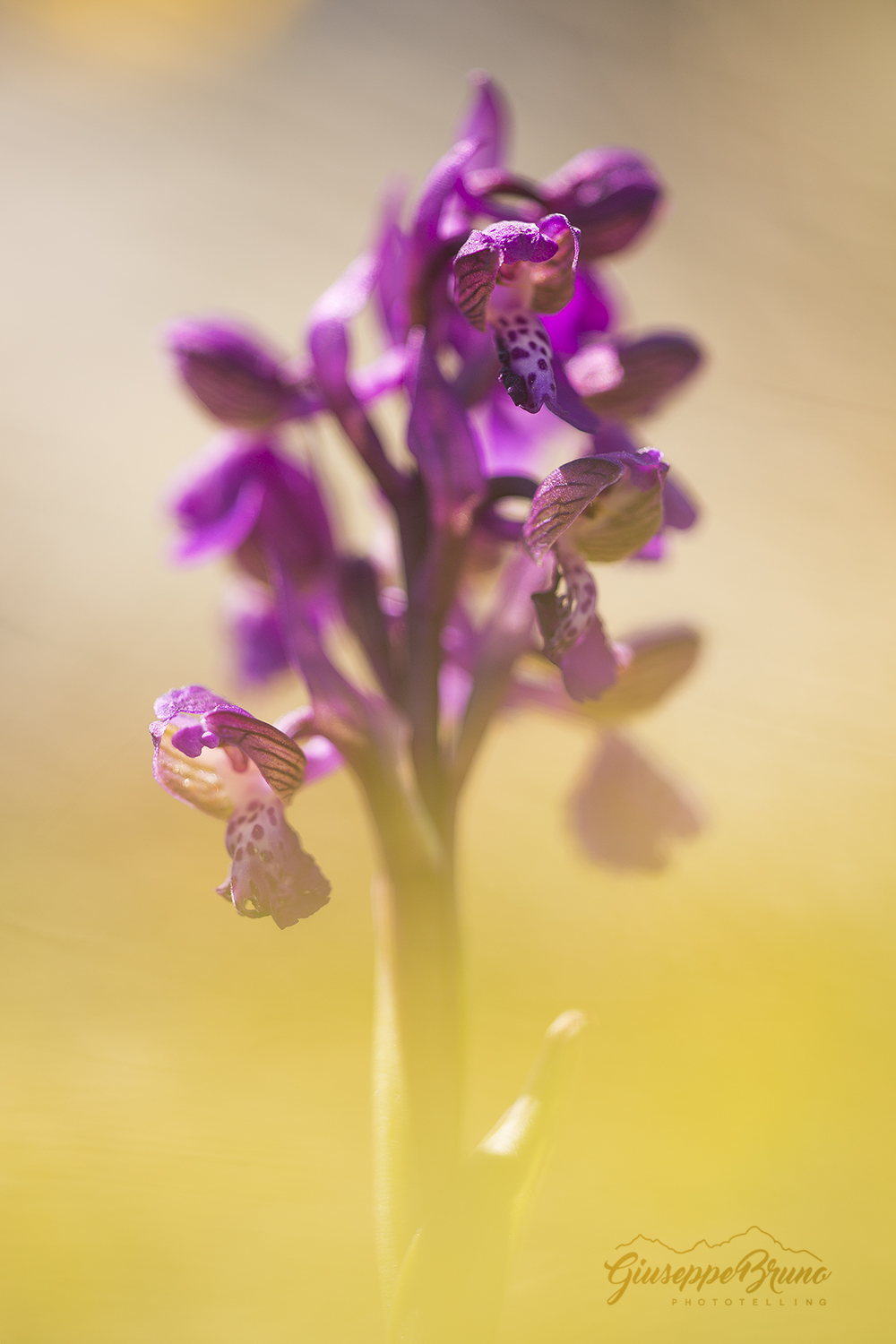 Anacamptis Morio