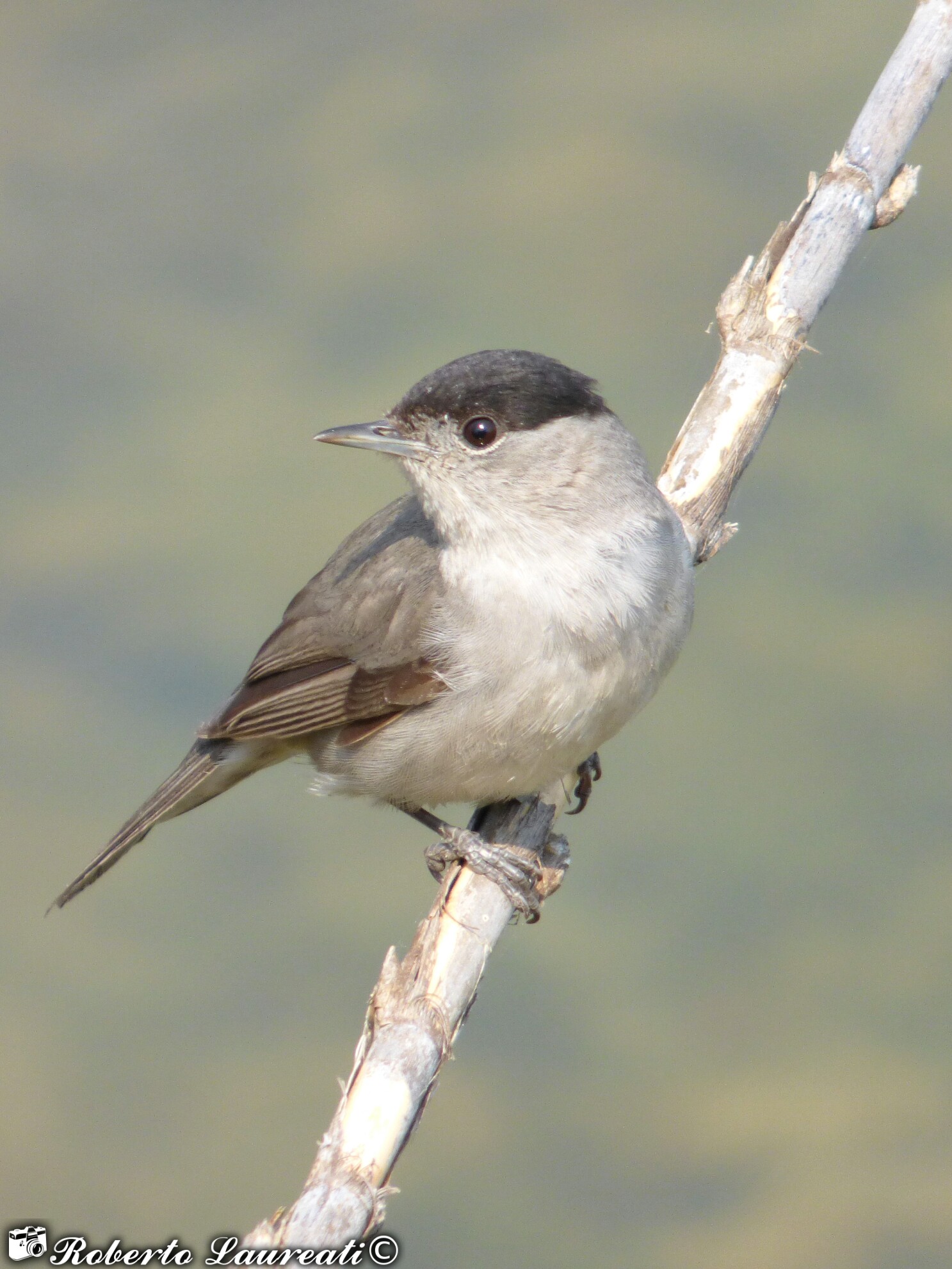 Blackcap (Sylvia atricapilla)