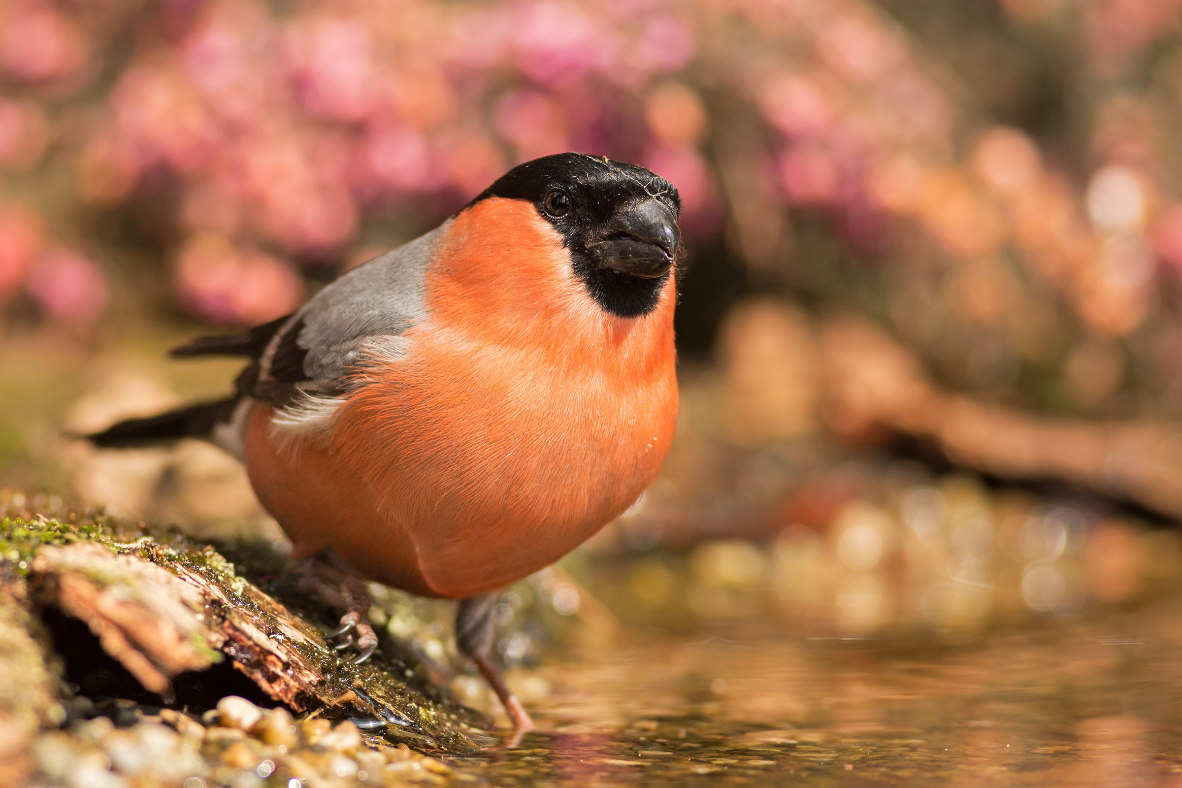 bullfinch