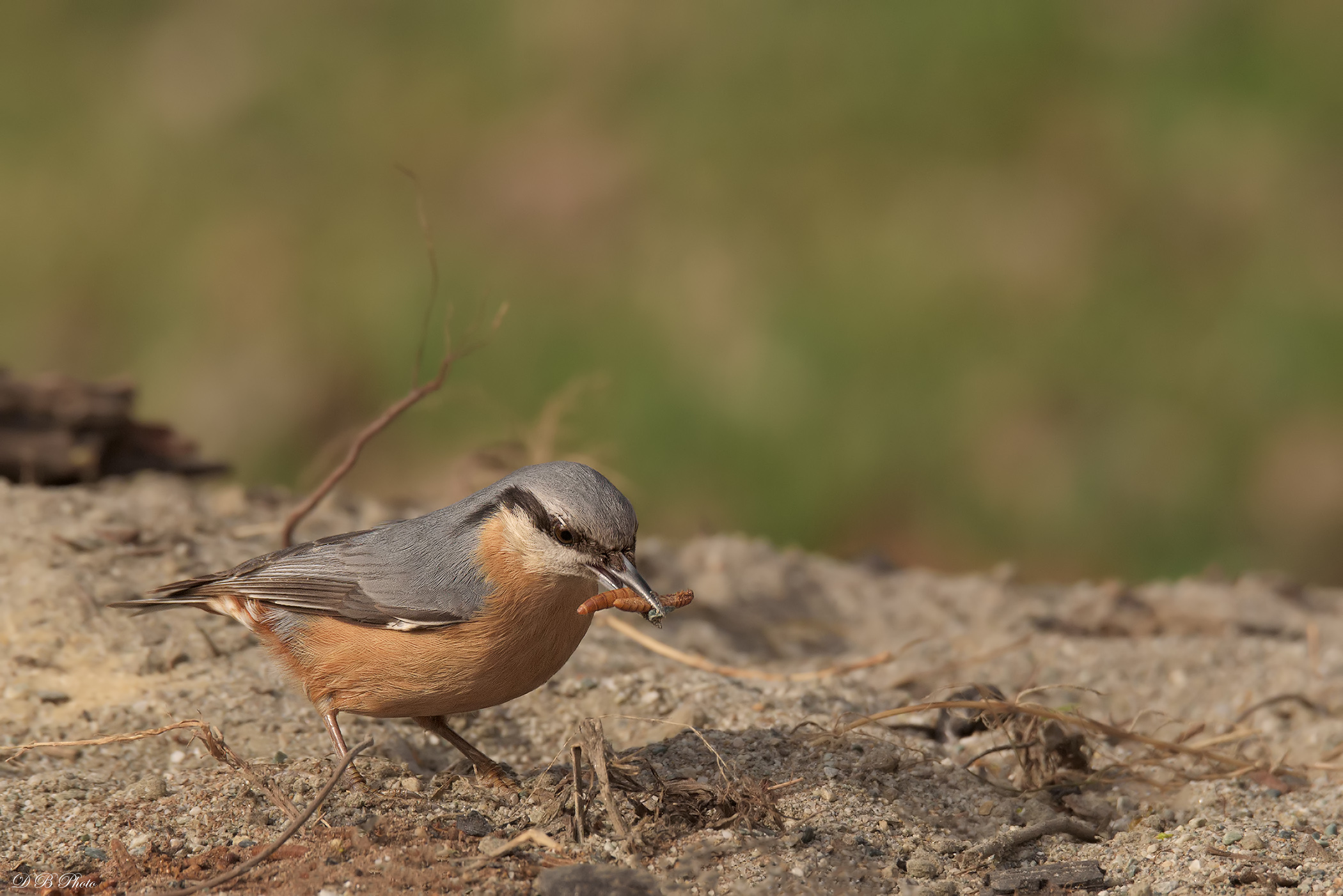 Muratore "in caccia"