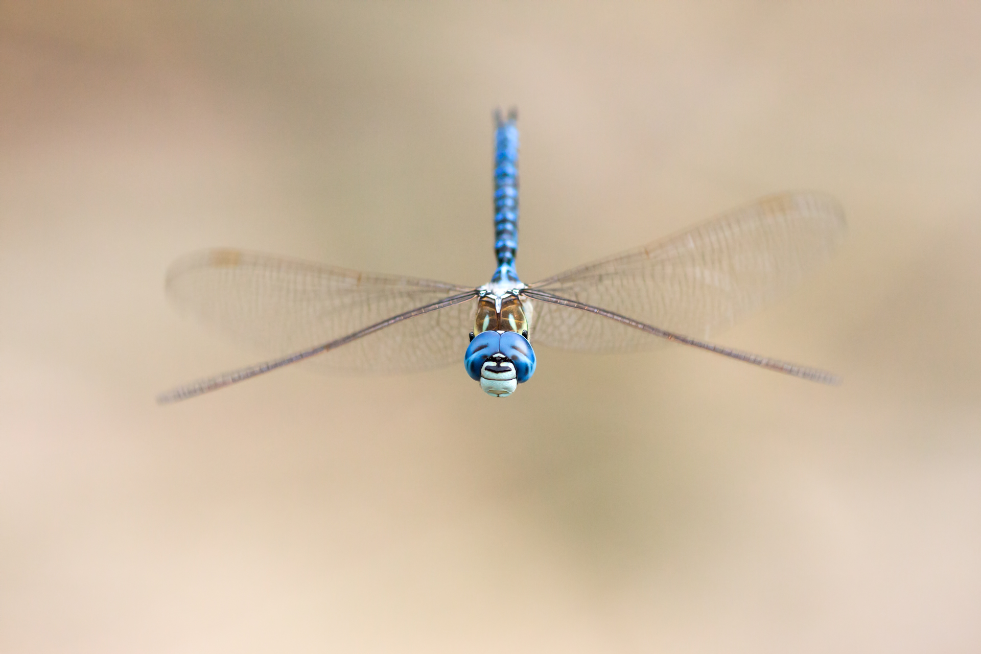 Blue-eyed Hawker (Aeshna affinis)