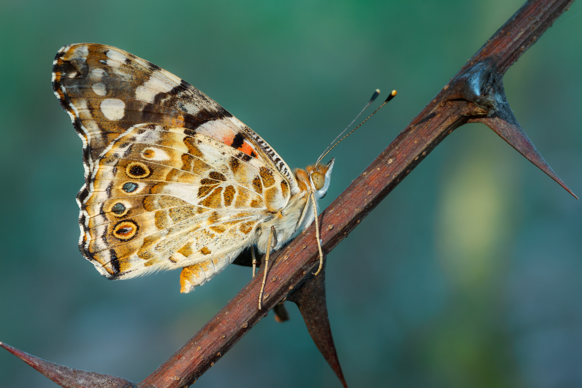 ... do not keep me in suspense ...