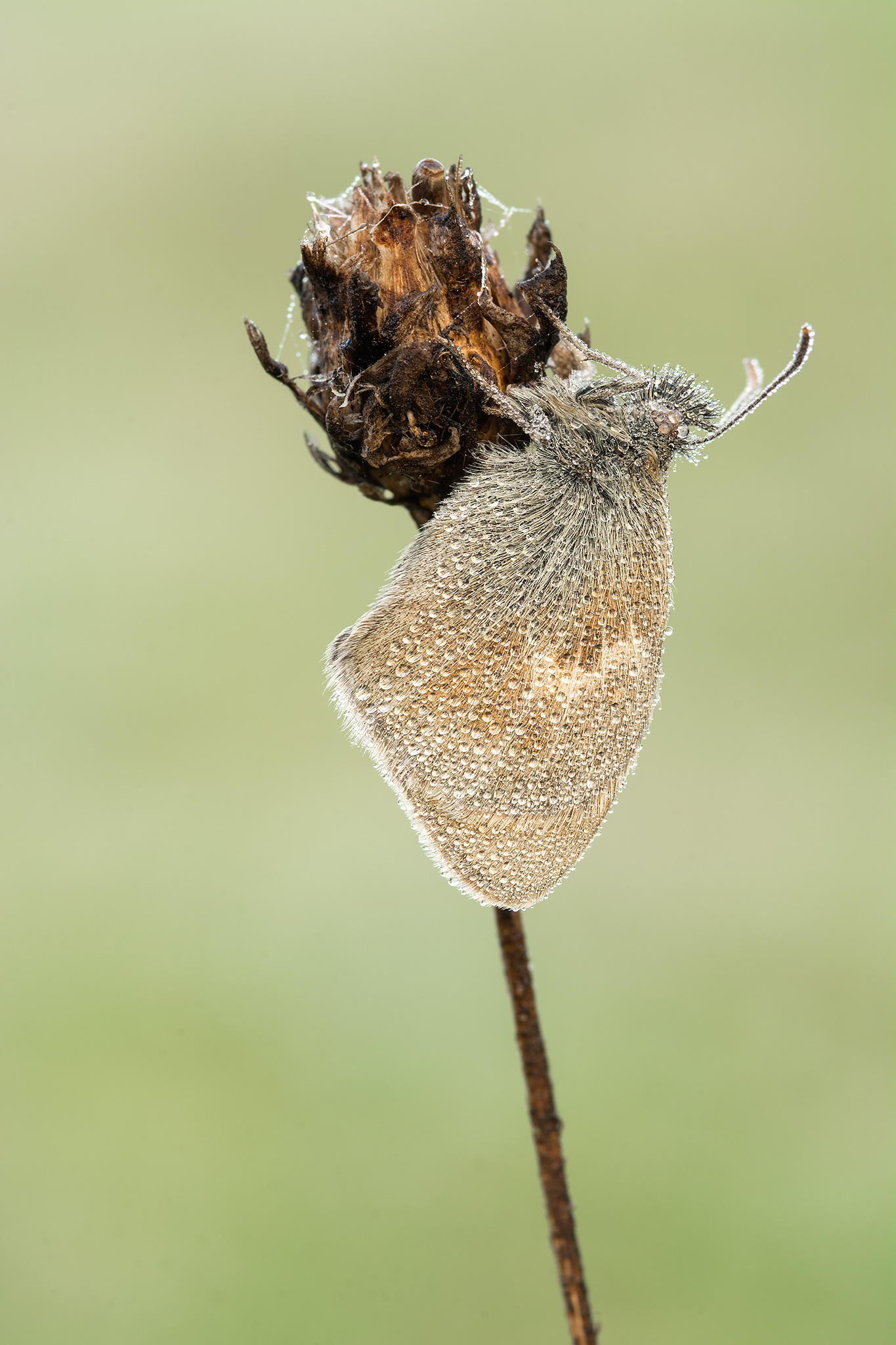 Coenonympra pamphilus