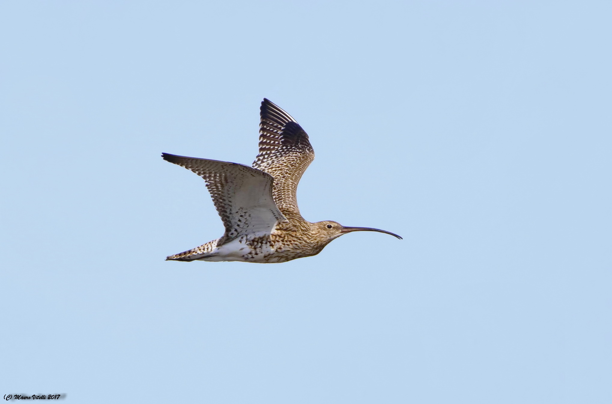 Curlew Maggiore