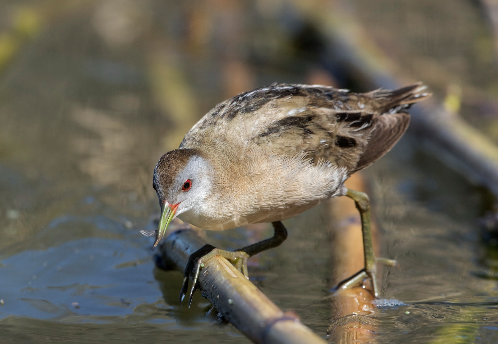 Schiribilla ed effimera