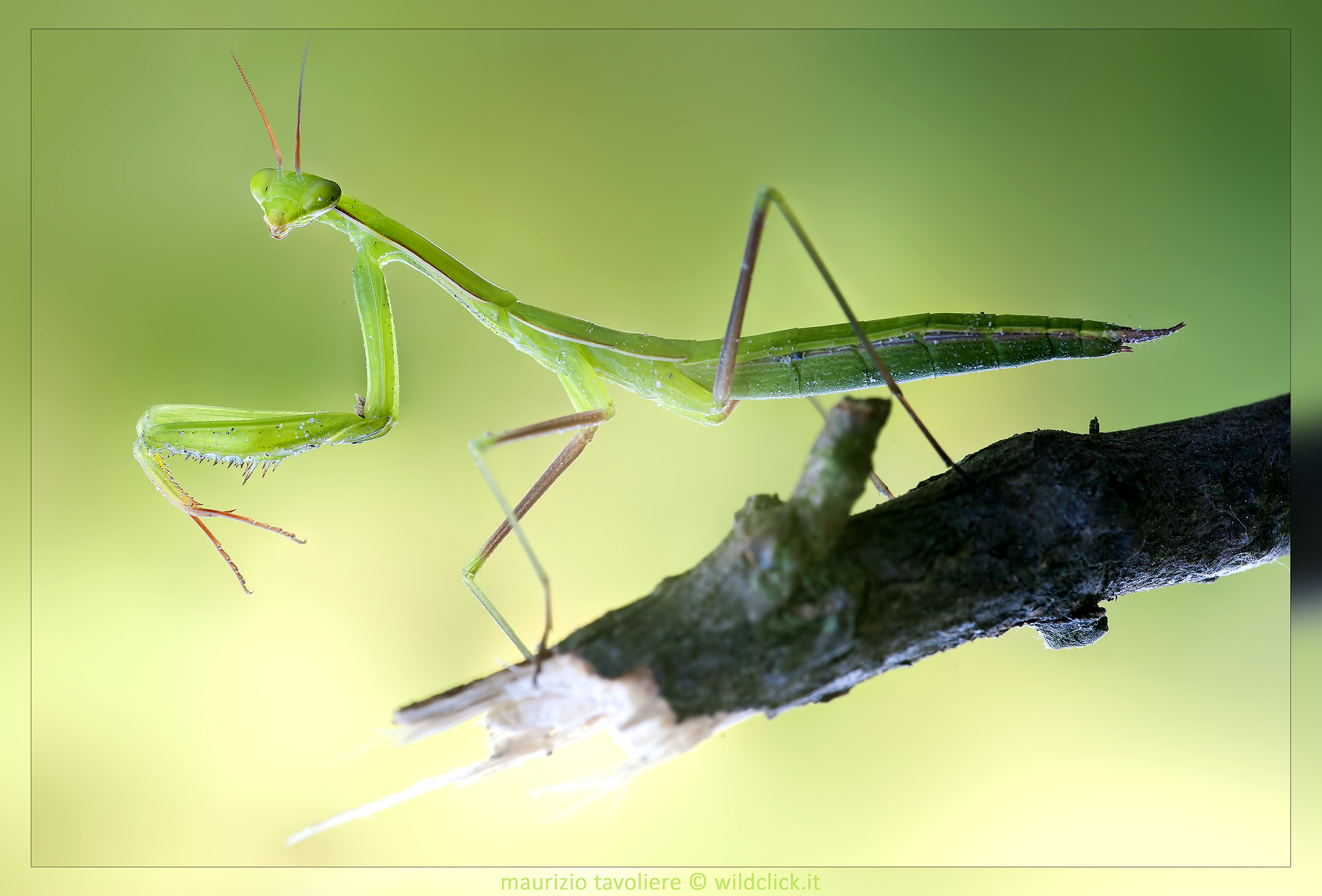 Mantis religiosa, Linnaeus 1758