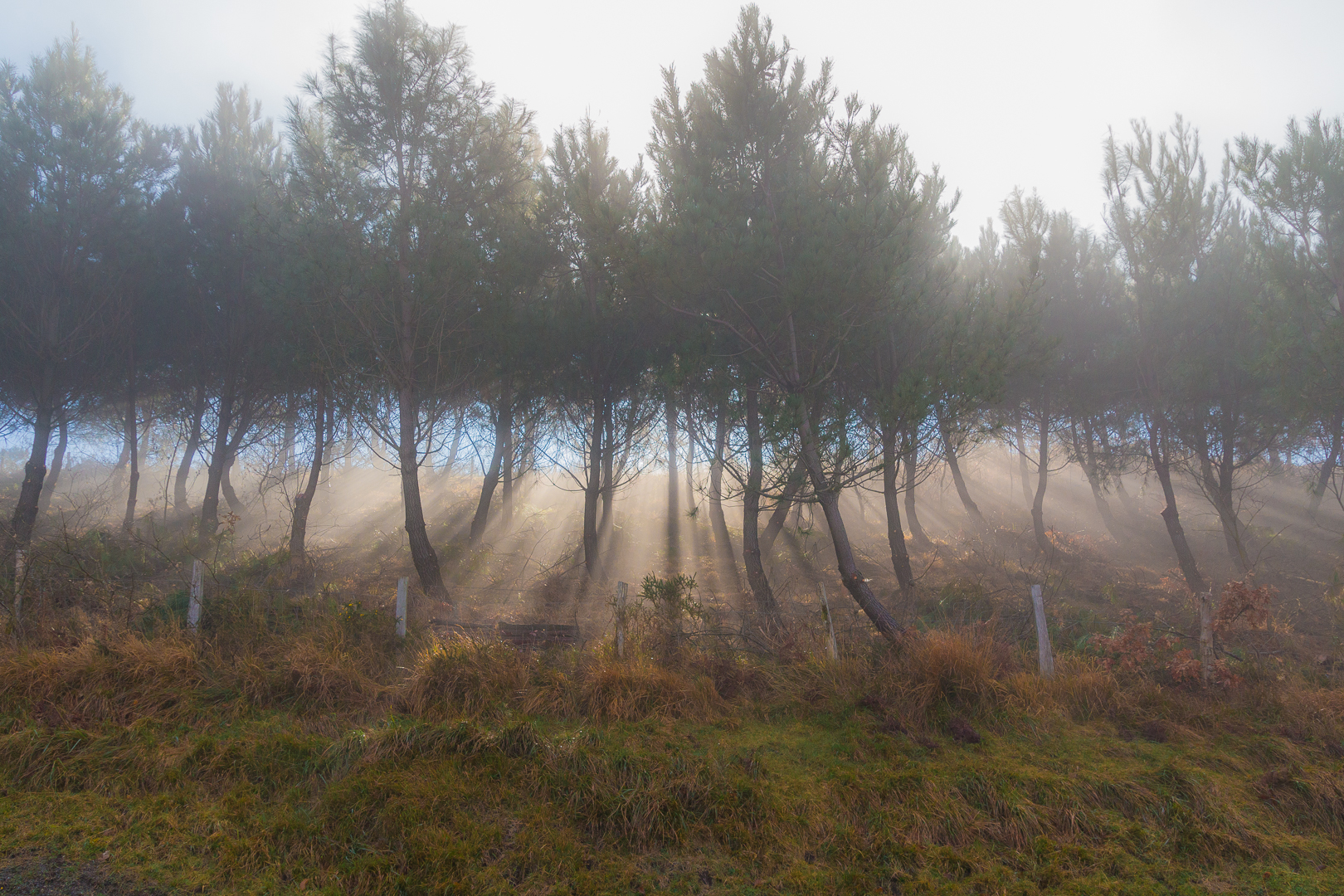 Sun rising behind the Basque Bosco