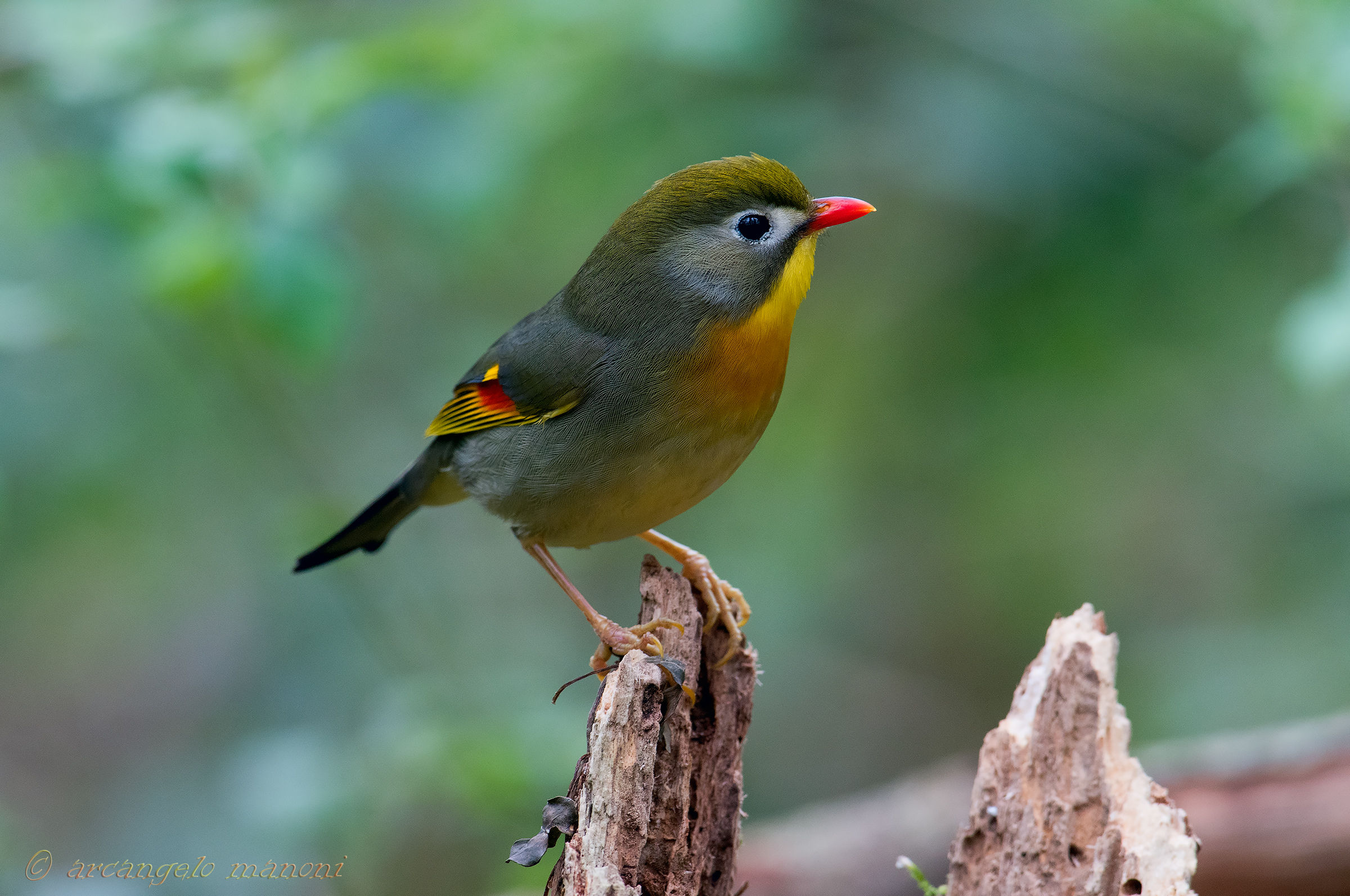 The nightingale of Japan BIS