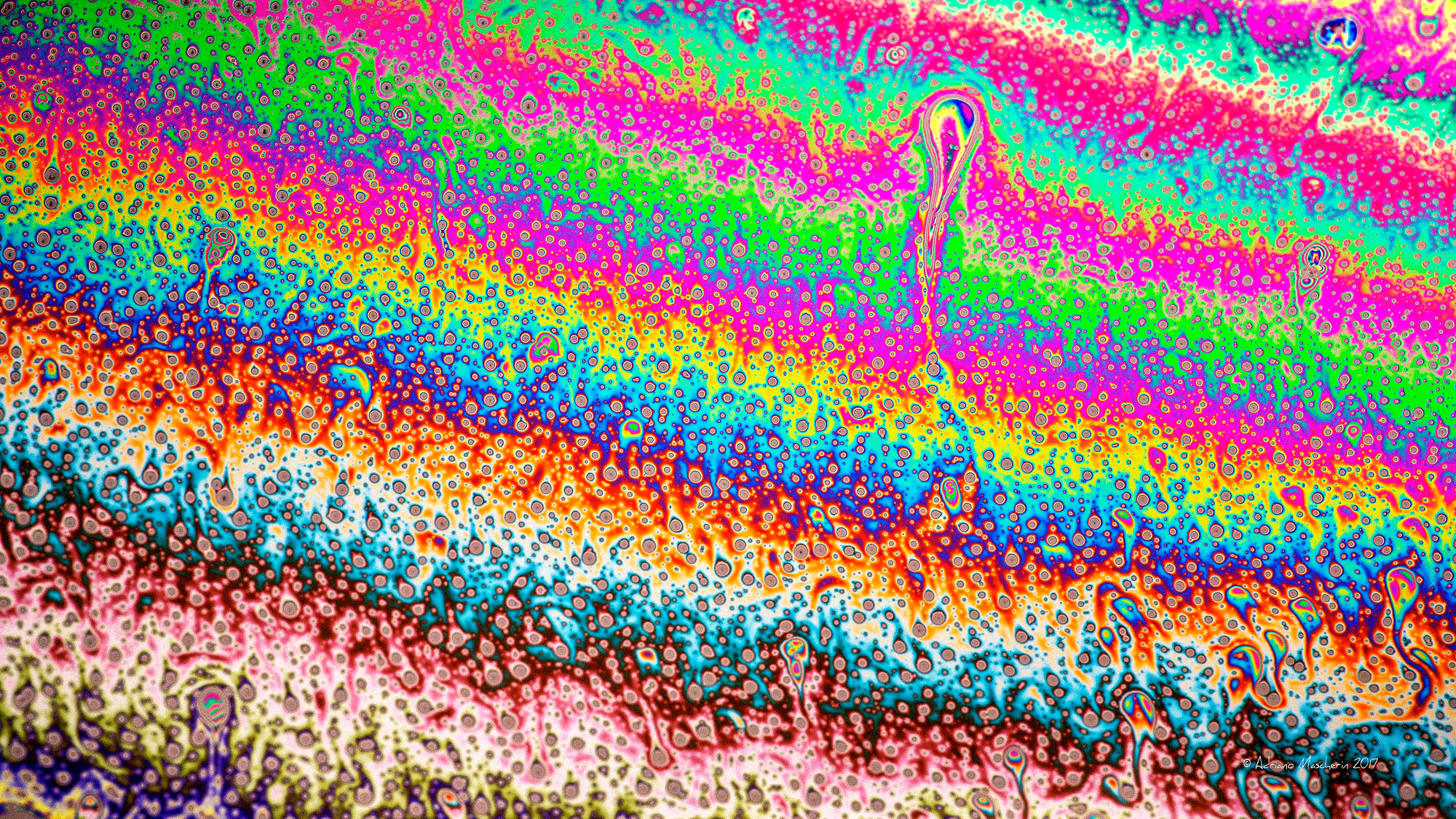 Quinte rainbows ....