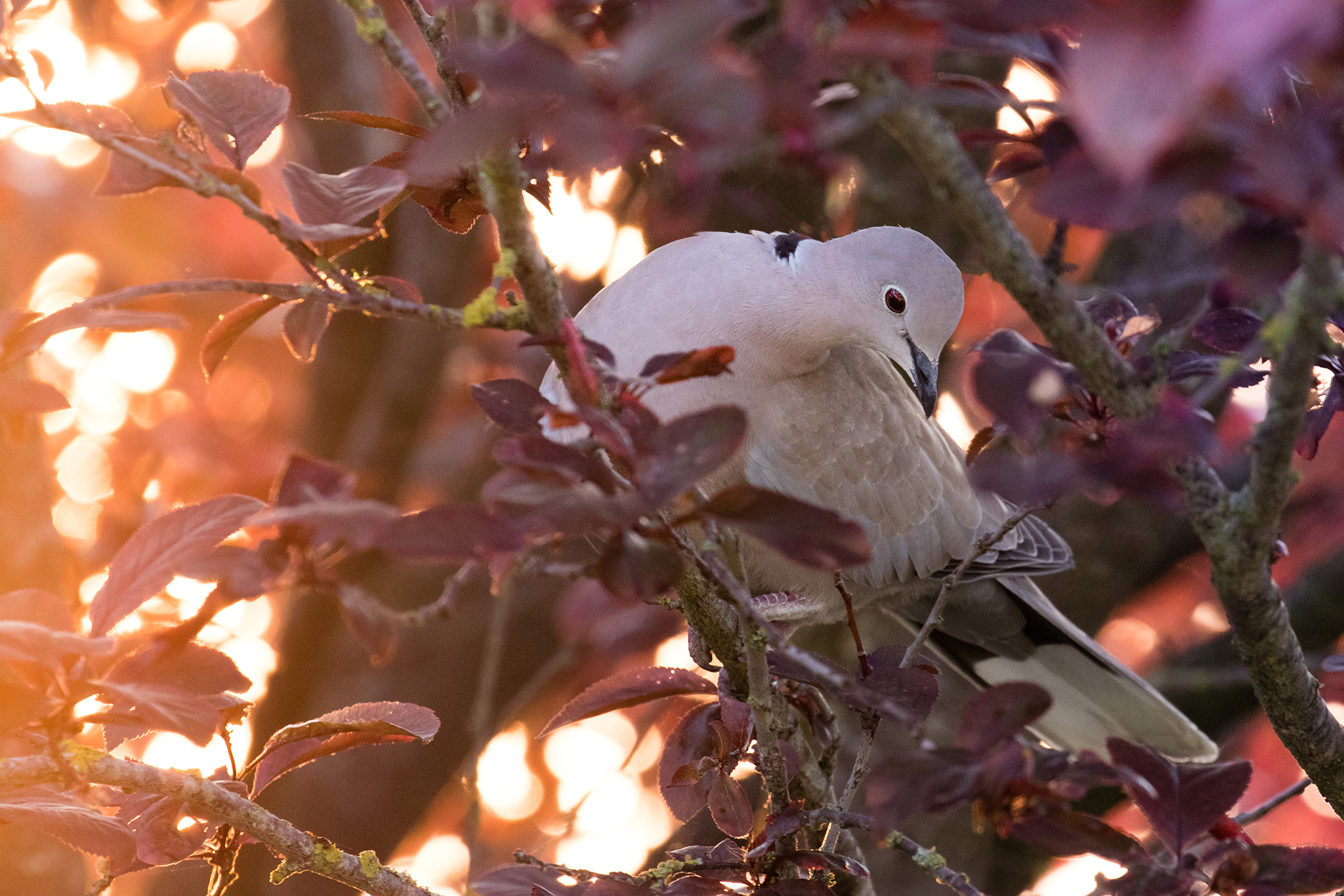 Tortora in the morning