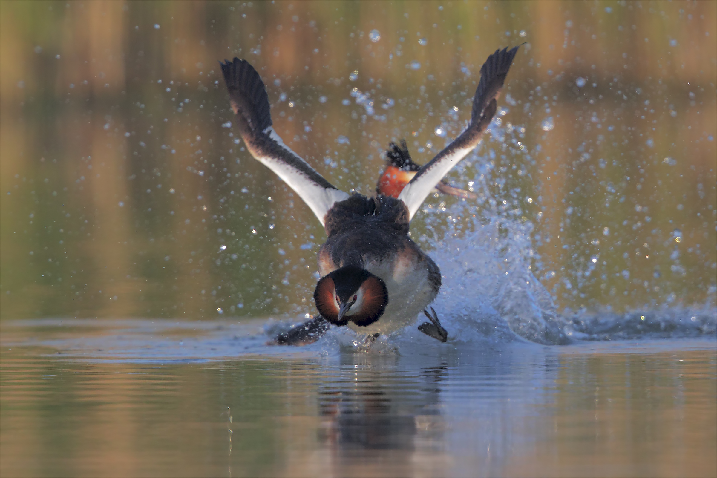 Grebes courting