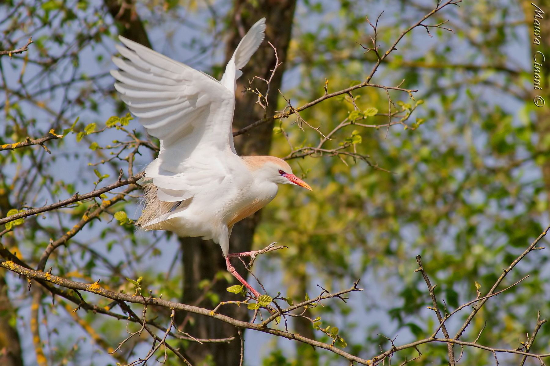 Heron Egrets