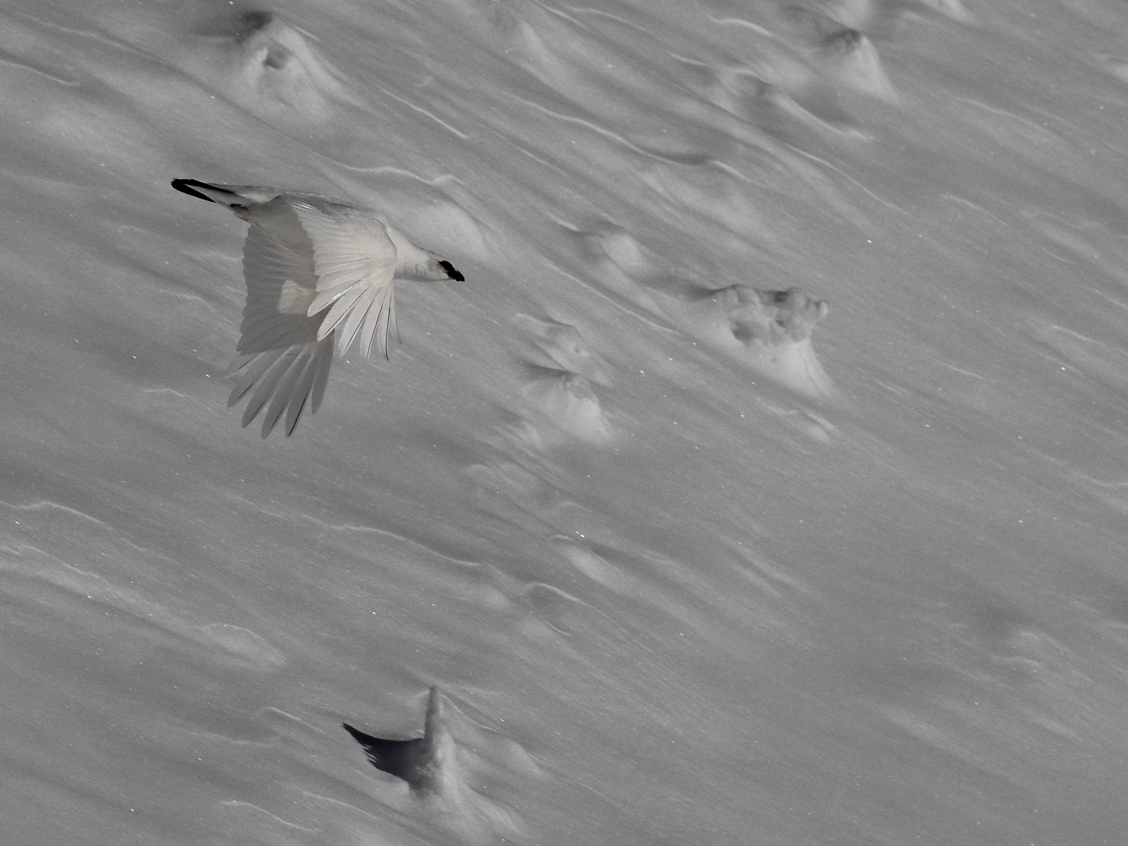 Bianco e Nero di Bianca.