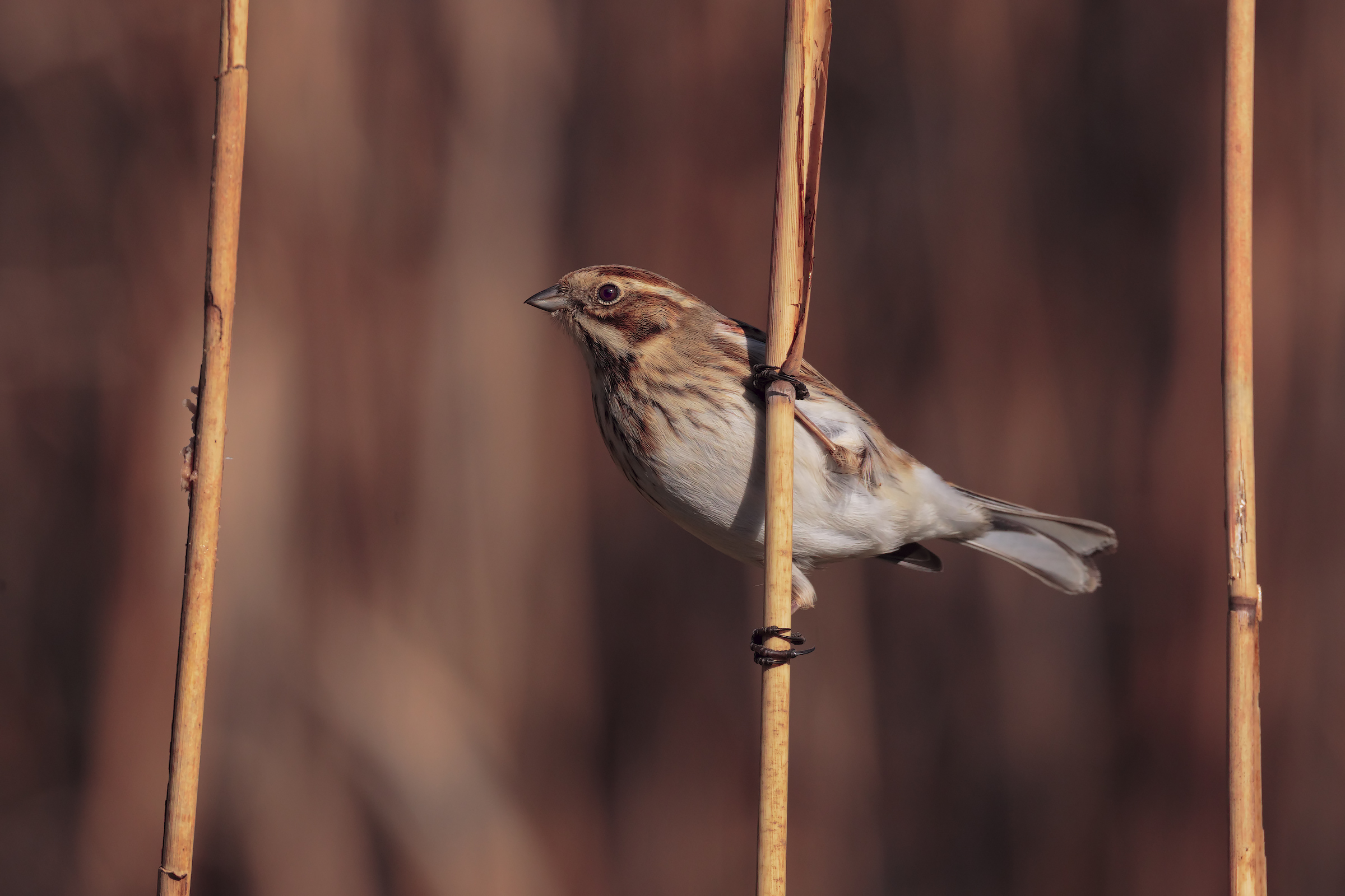 Reed Bunting