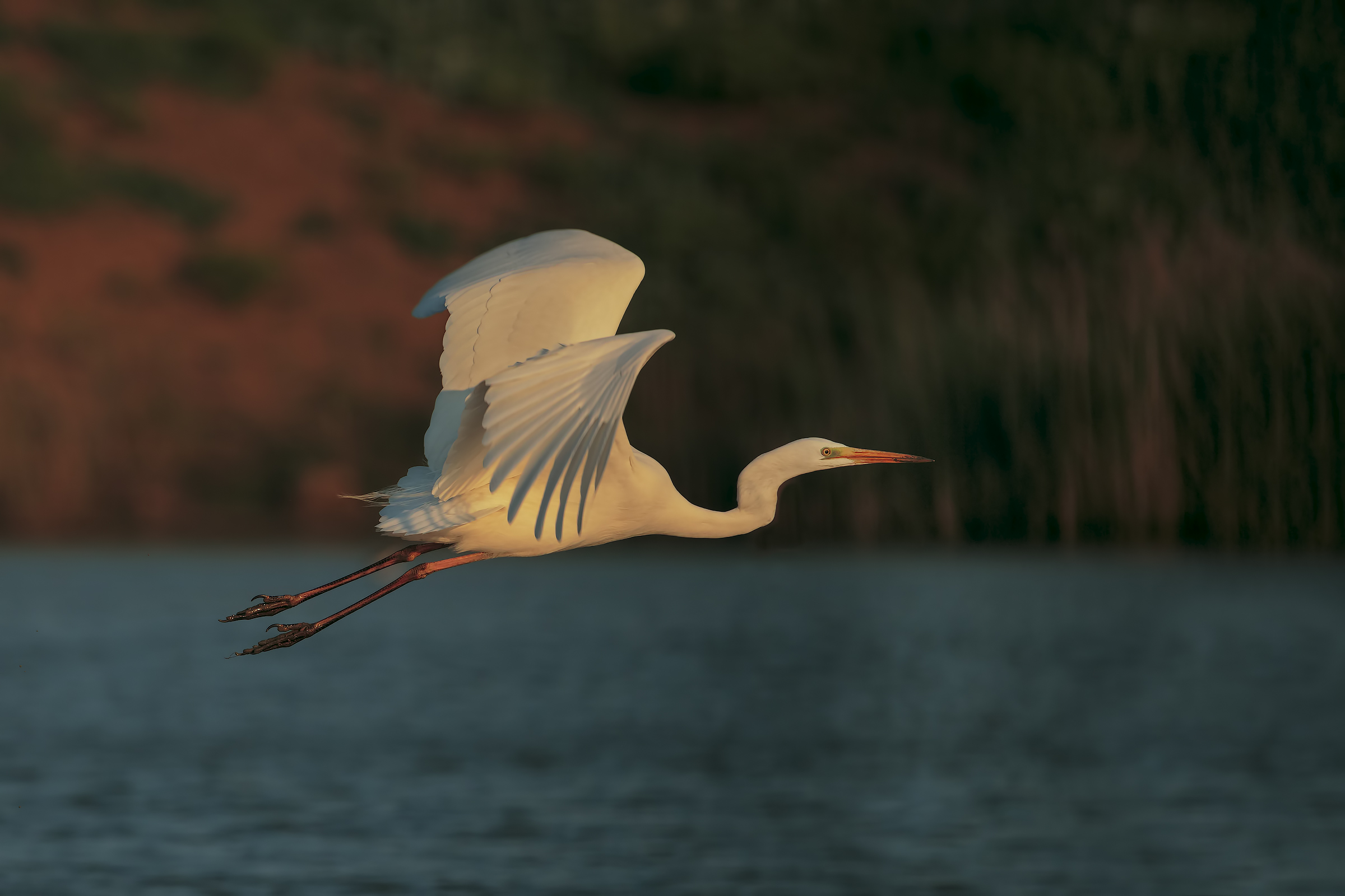 white Egret