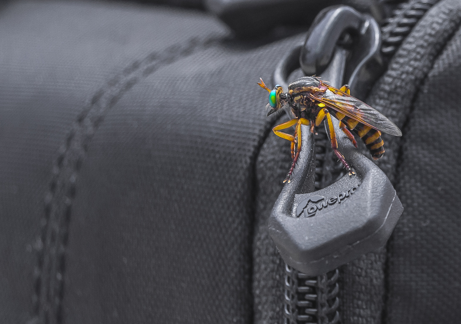 Dittero Asilidae del genere Saropogon