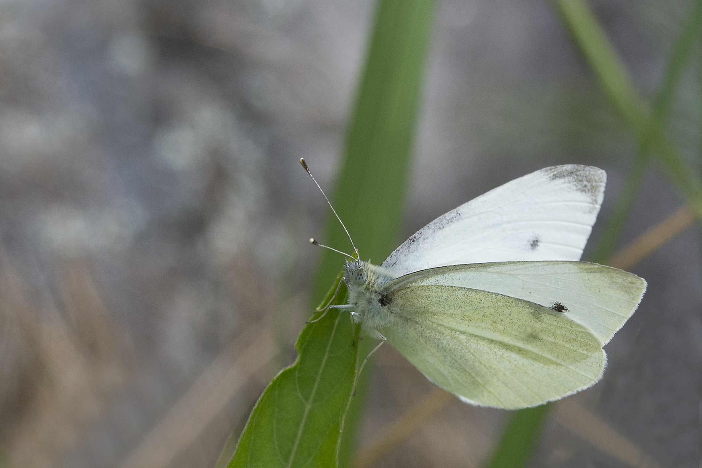 white butterfly