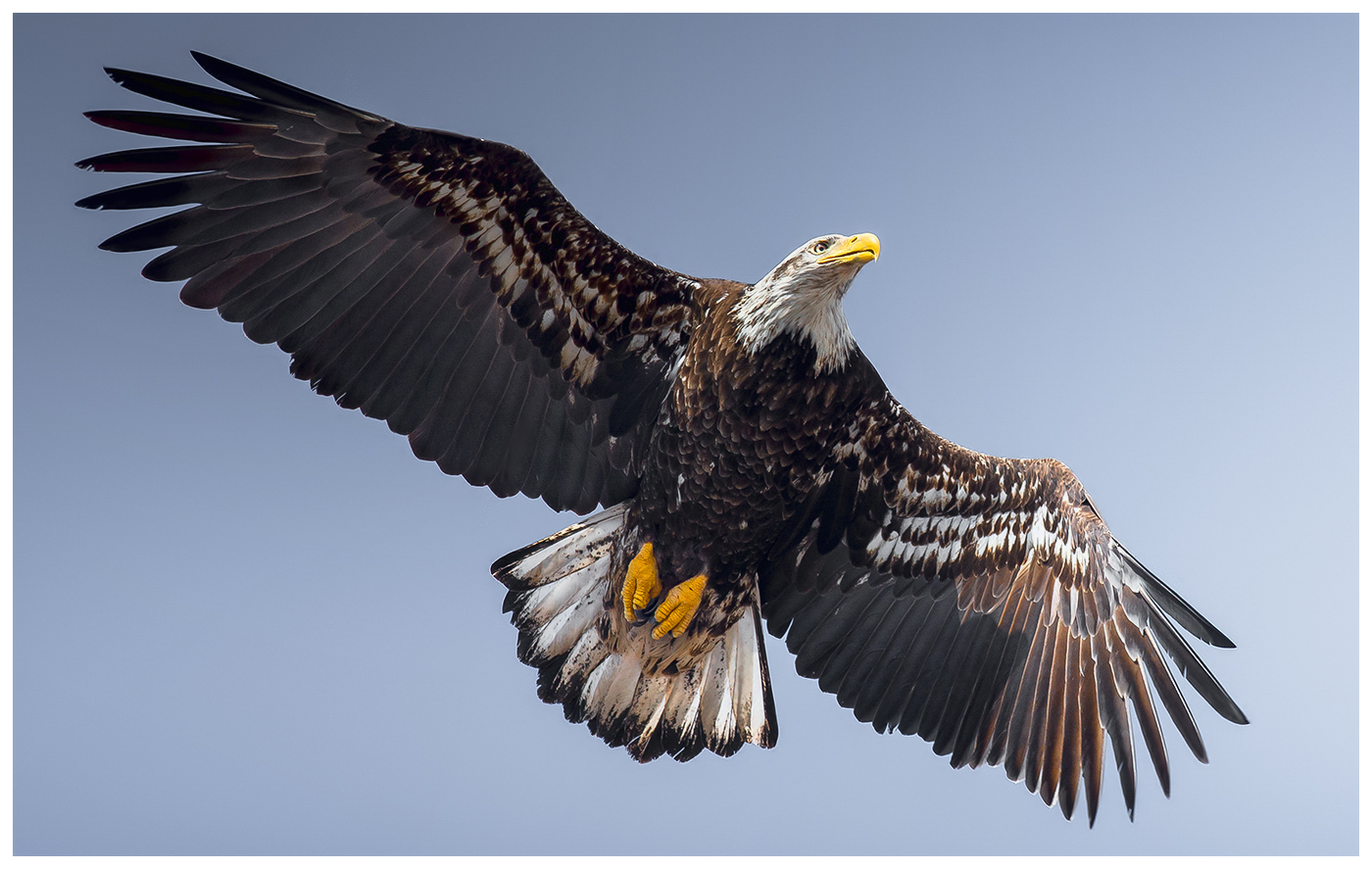 juvenile bald eagle