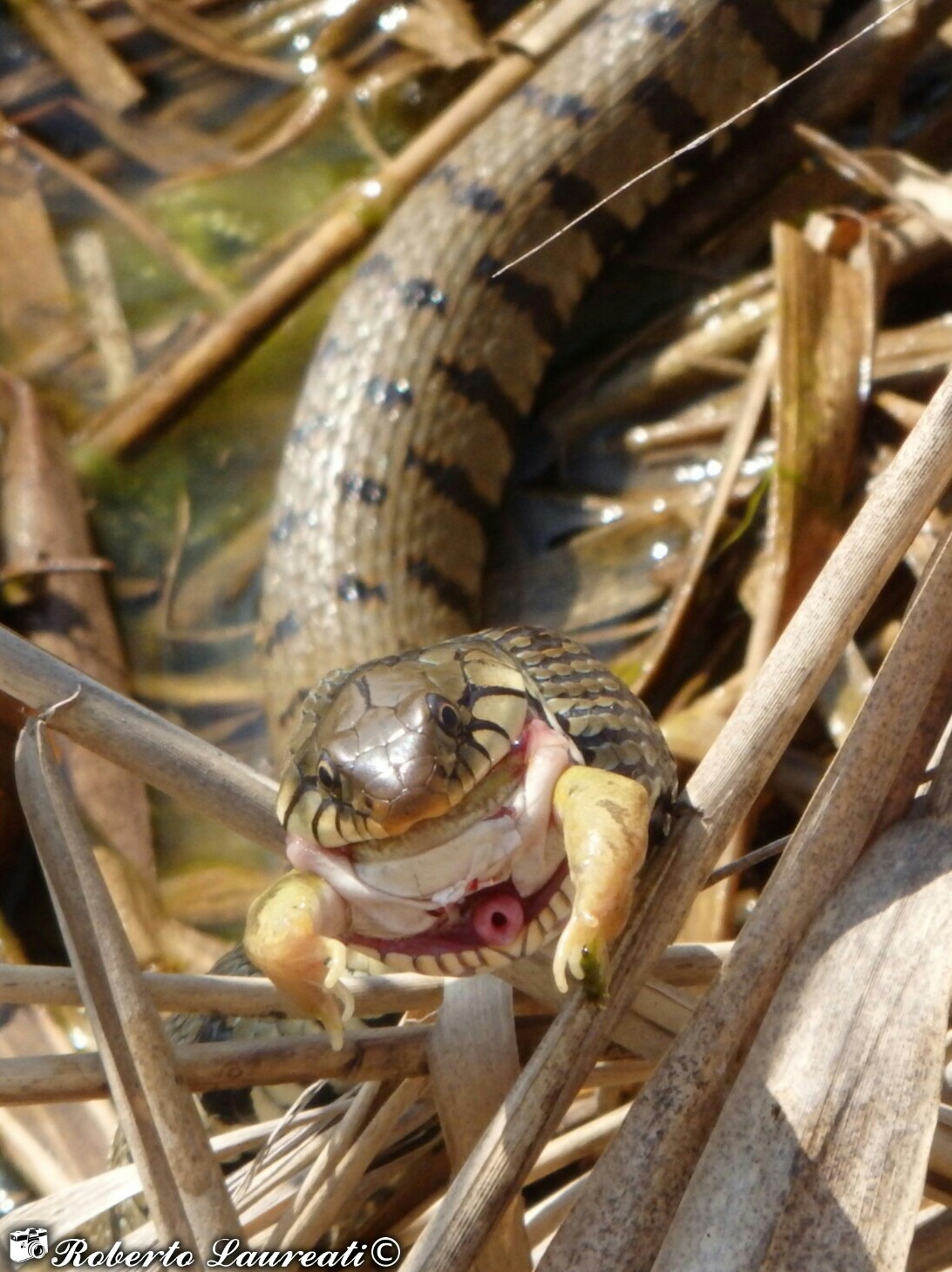 Grass Snake (Natrix Natrix)