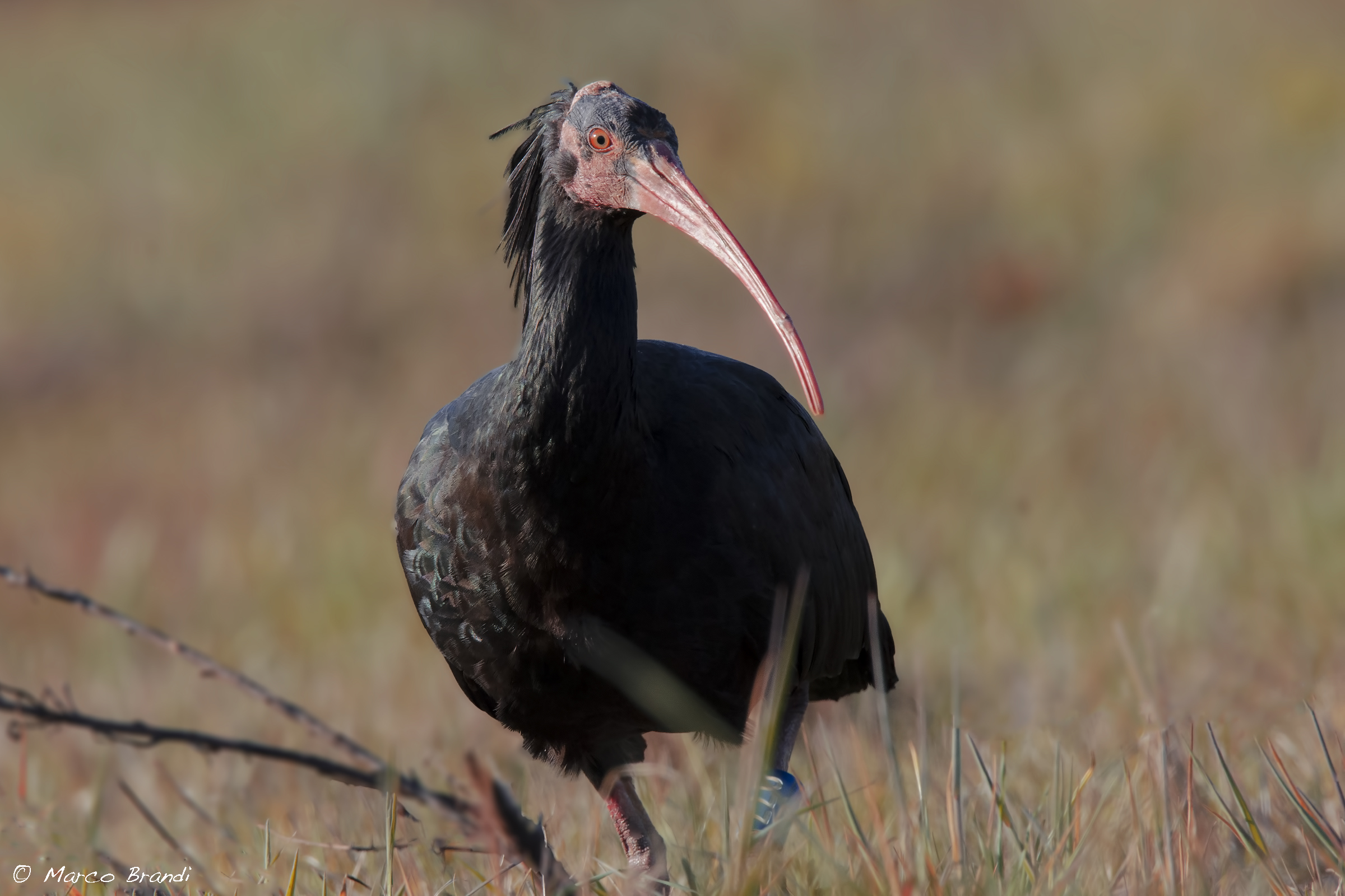 si punta sulla simpatia..