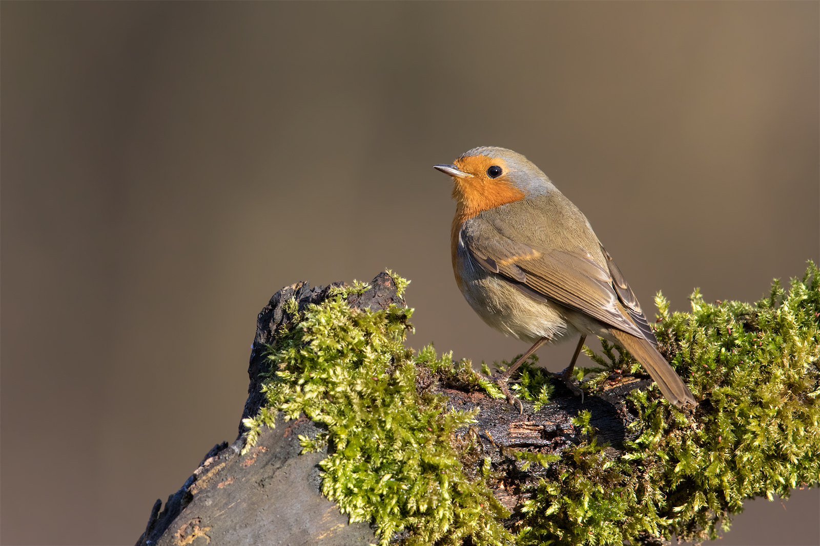 Eurasian robin