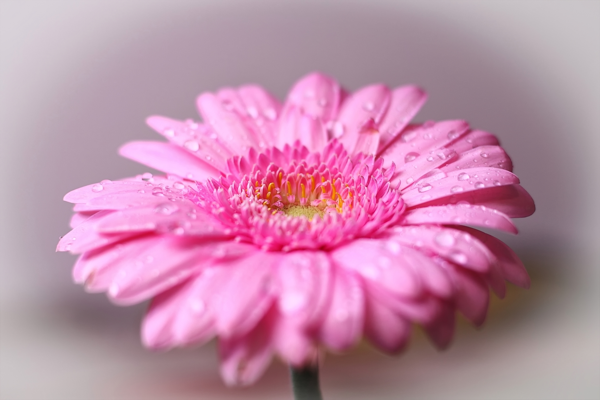Gerbera