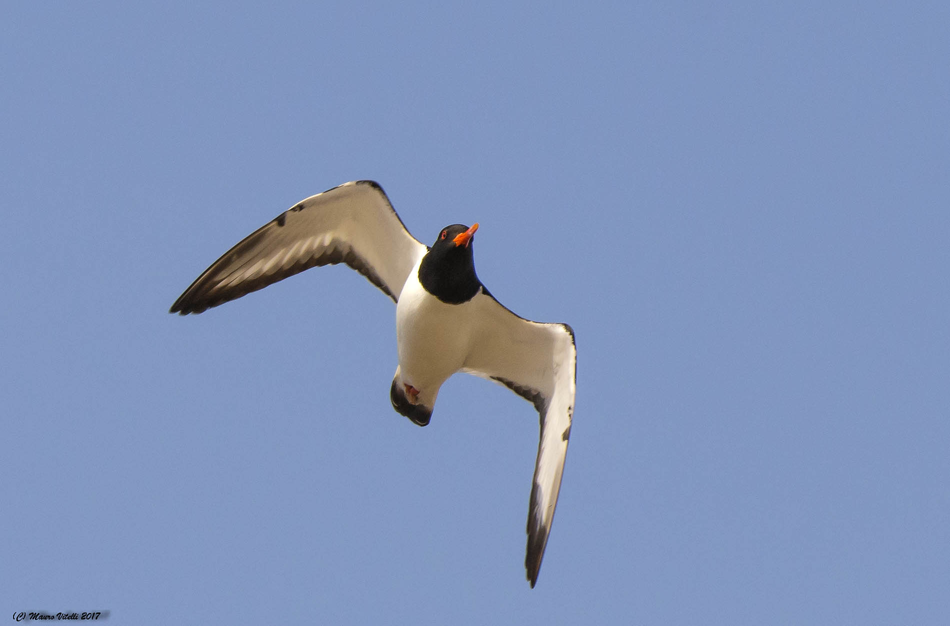 Oystercatcher