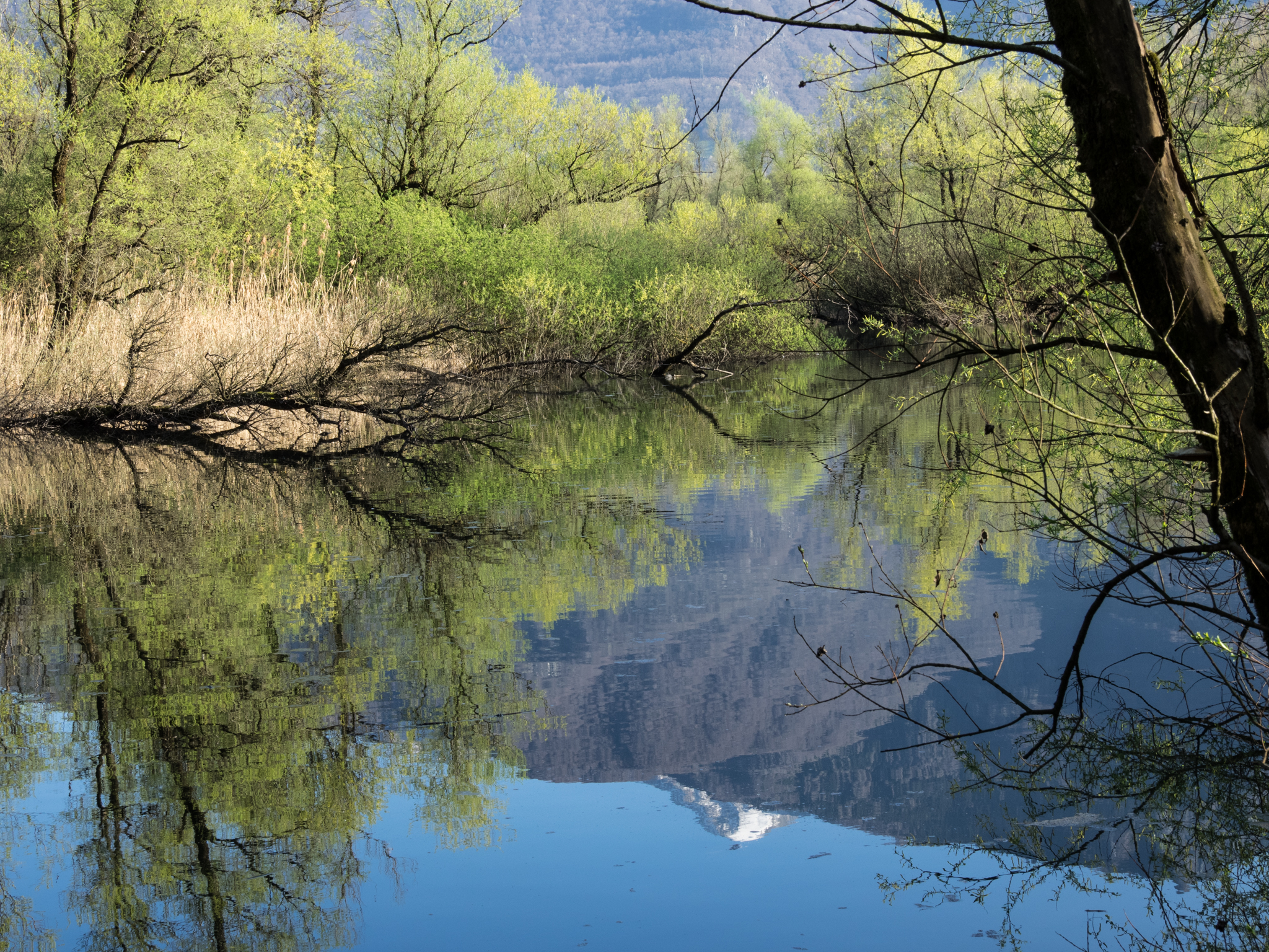 Bolle di Magadino Ticino CH