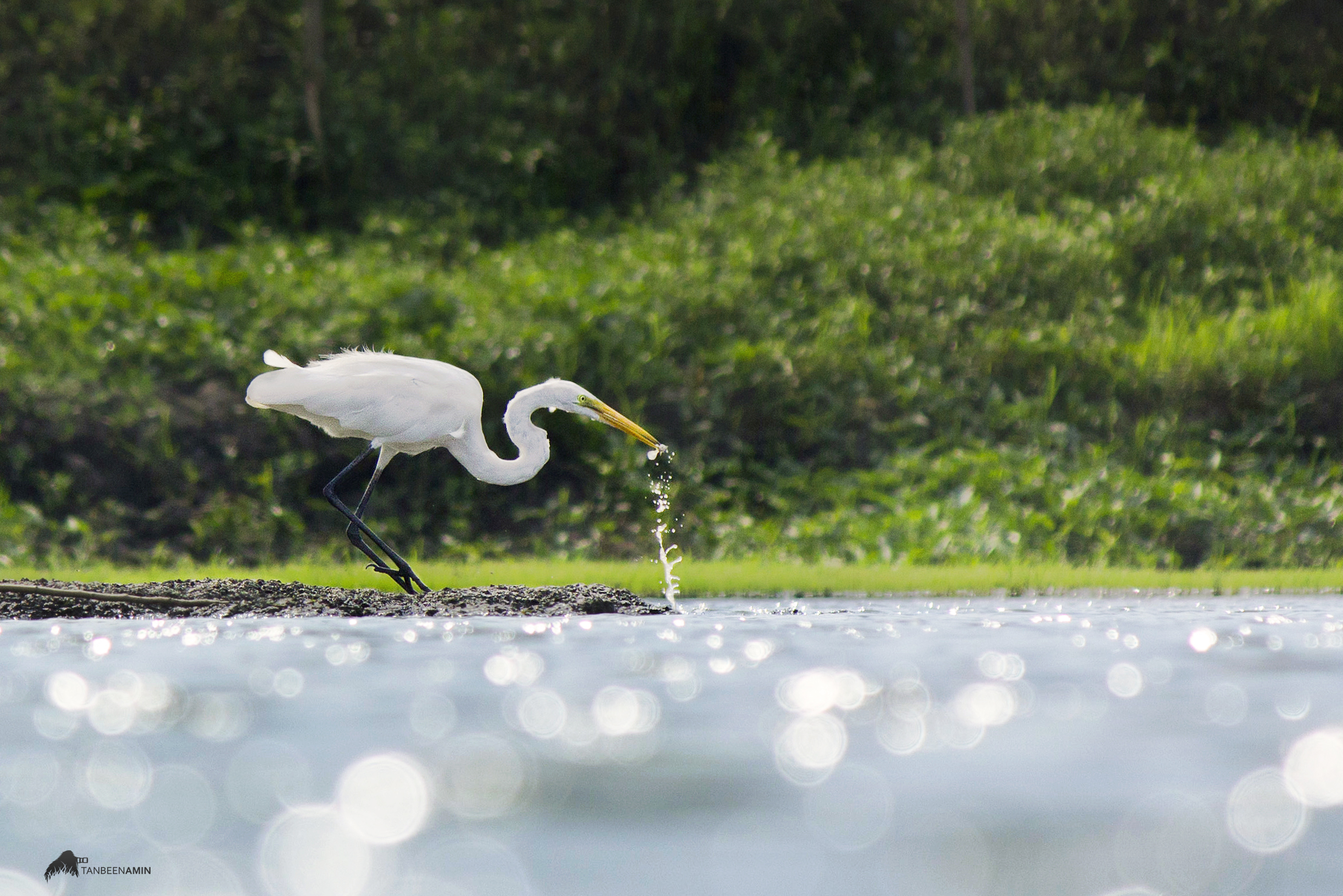 Little Egret