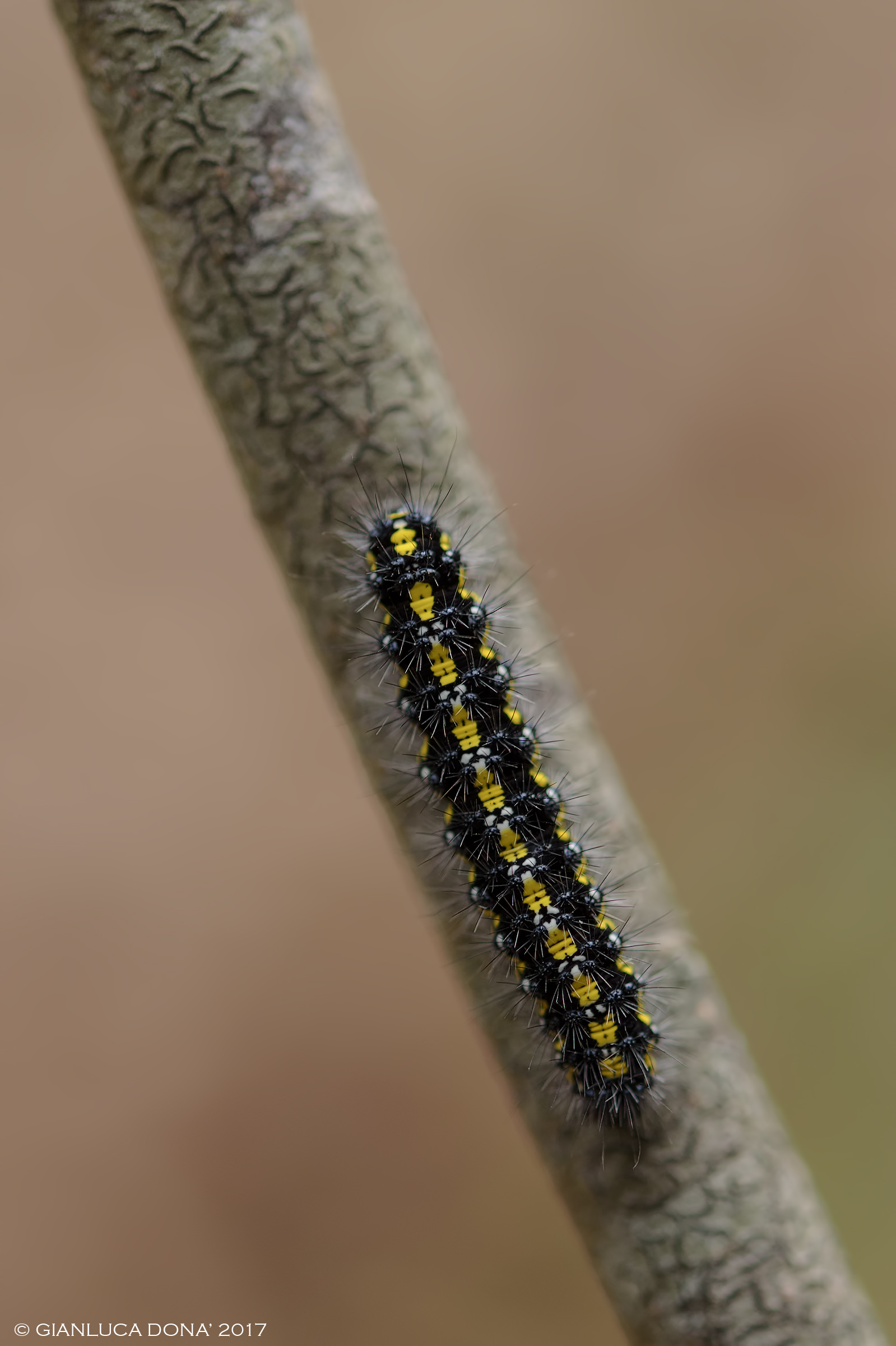 Callimorpha dominula