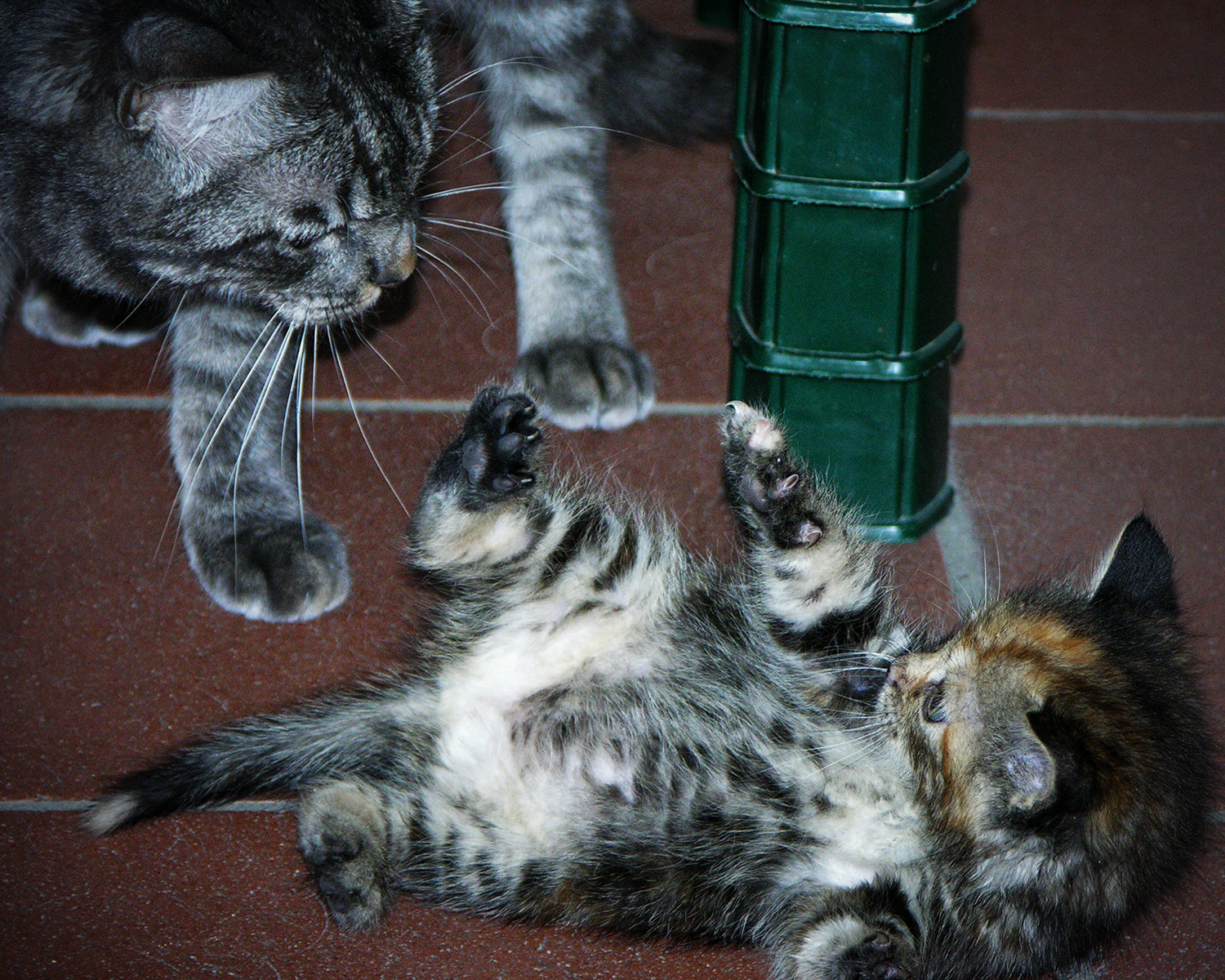 Primo Incontro di due futuri amici