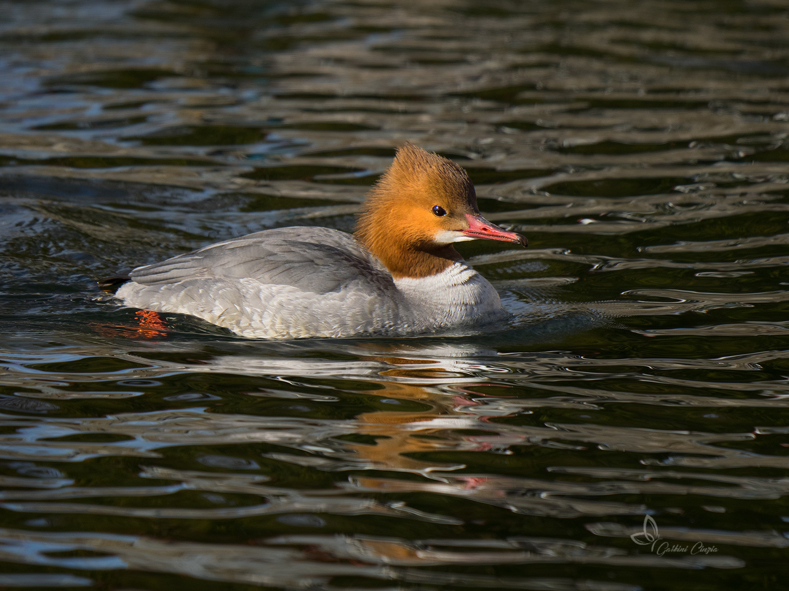 Goosander female