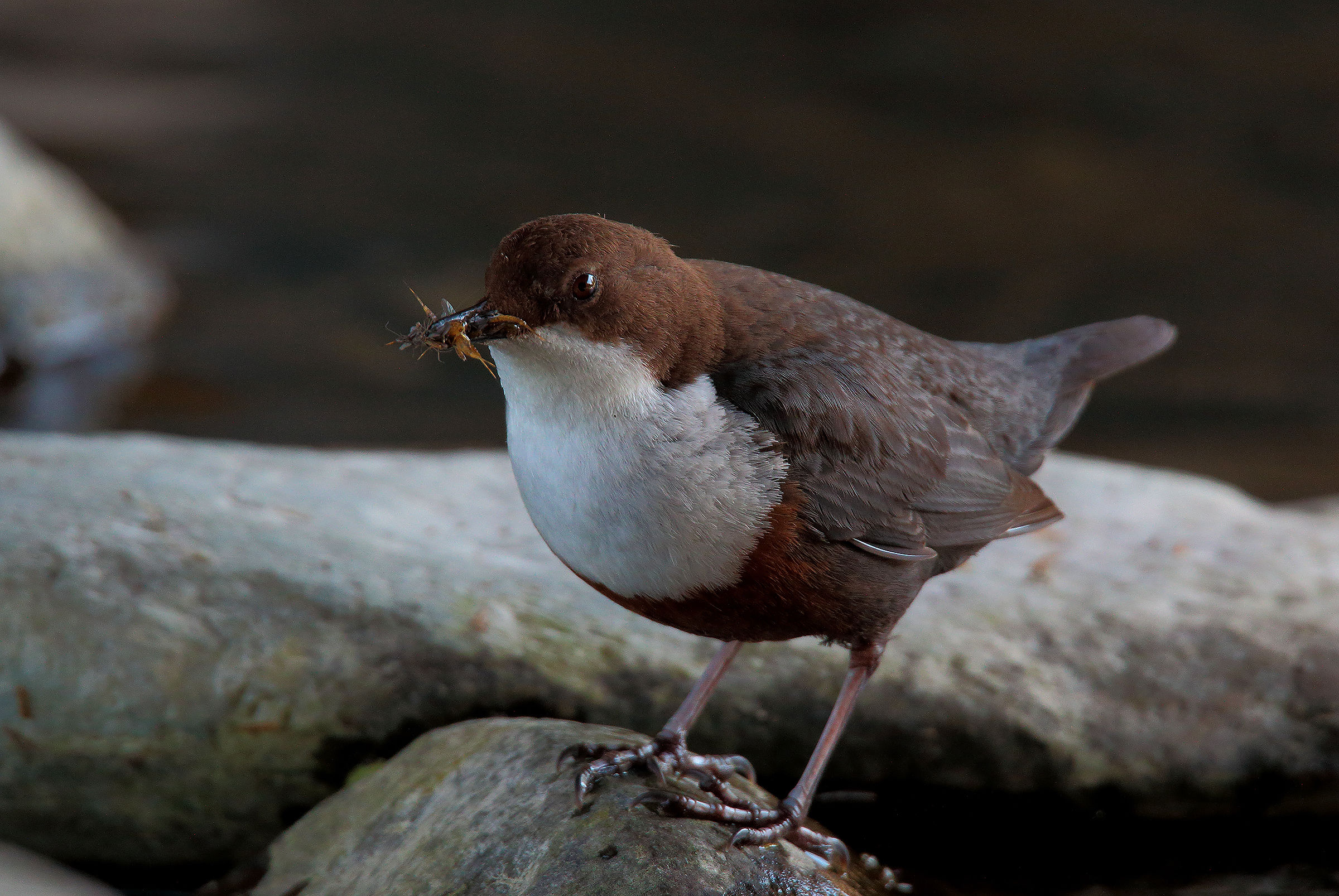 the meal for offspring