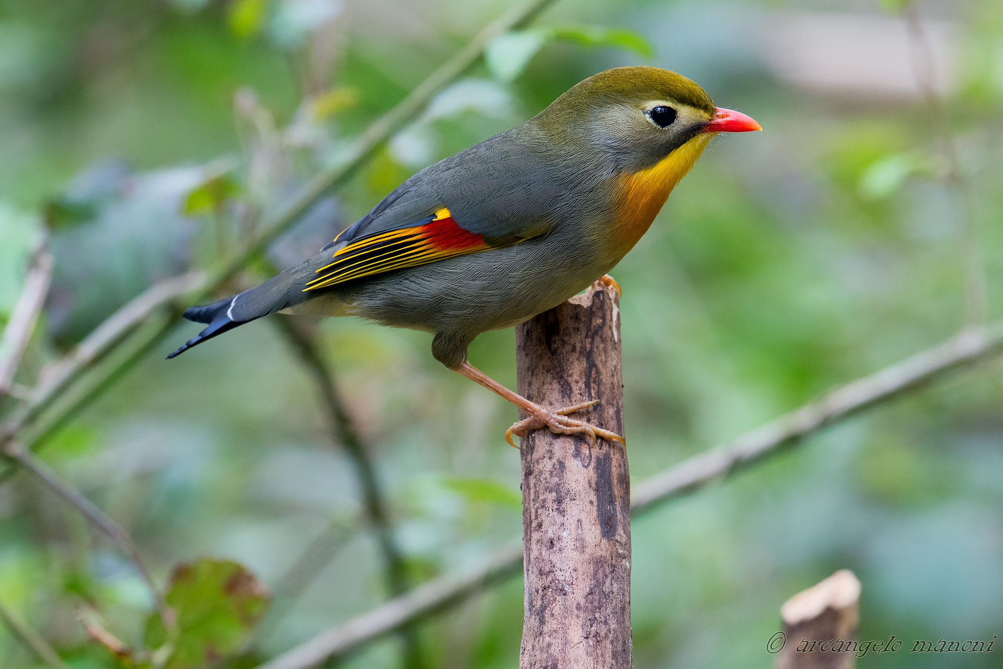 L'uccellino dalla coda a freccia