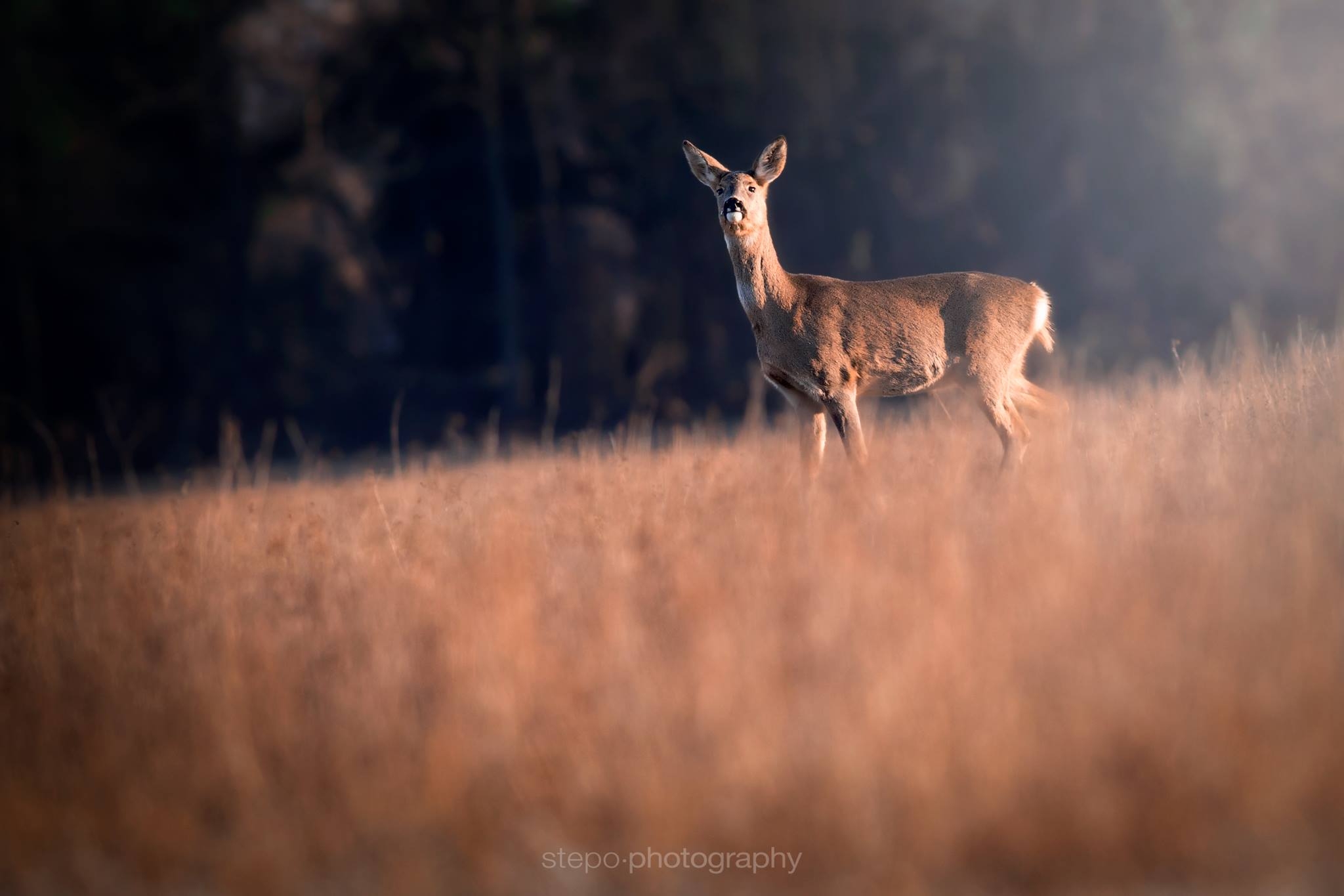 Lost in the wilderness