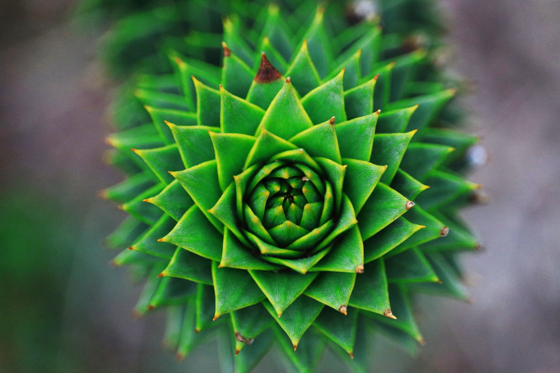 L'ordine della natura