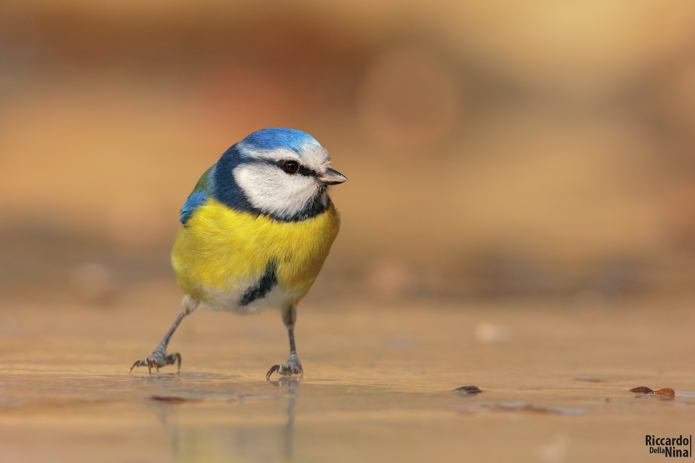 blue tit on ice