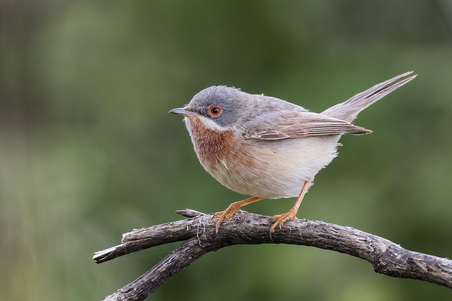 subalpine Warbler